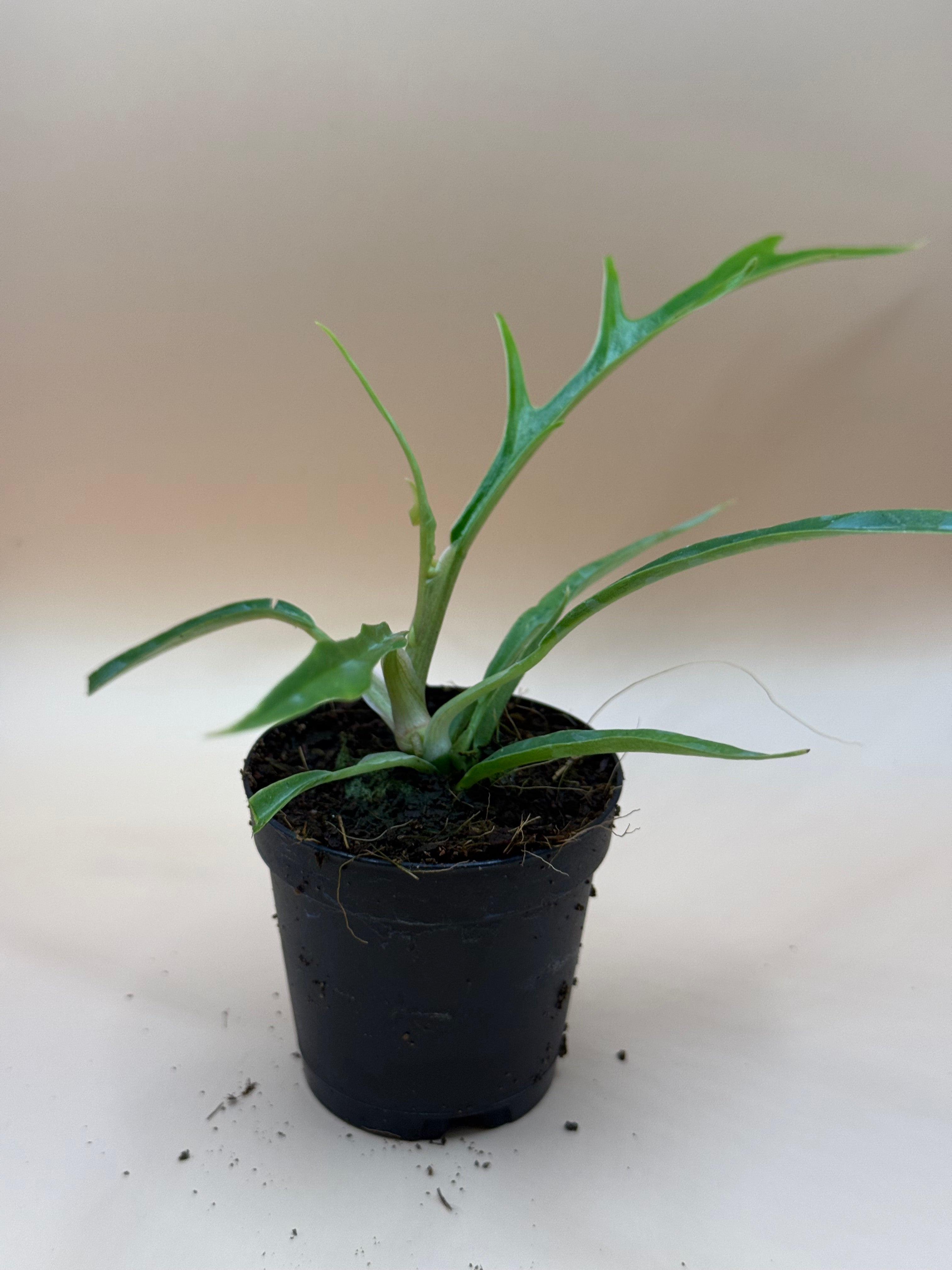 2" Plants