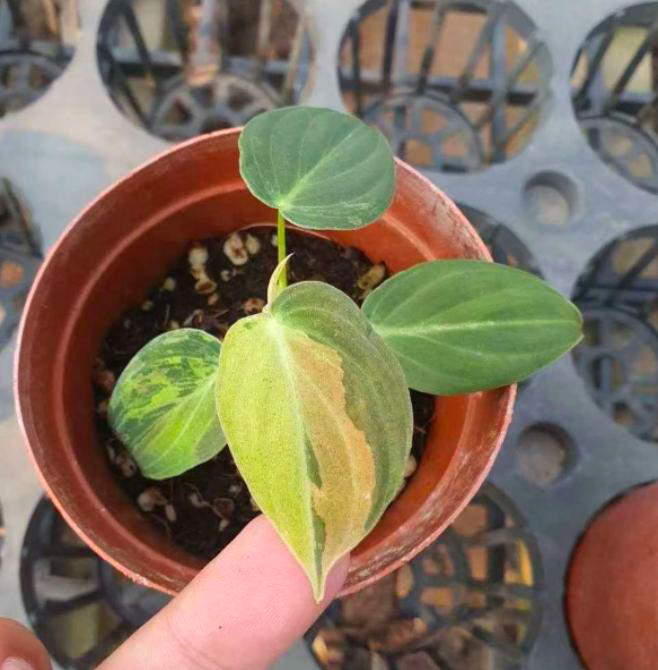 Philodendron Pink Melanochrysum TC image 1