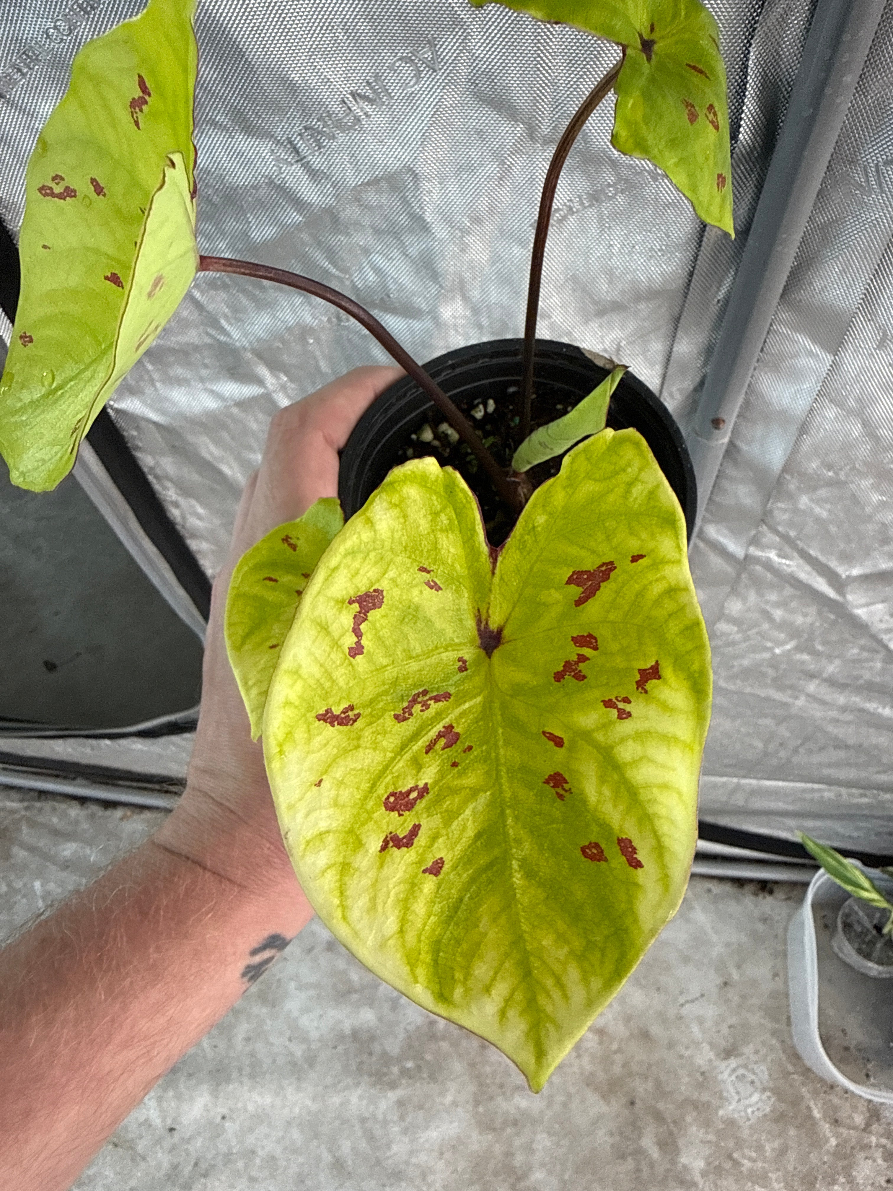4” caladium yellow leopard Growers Choice - Jacksbs