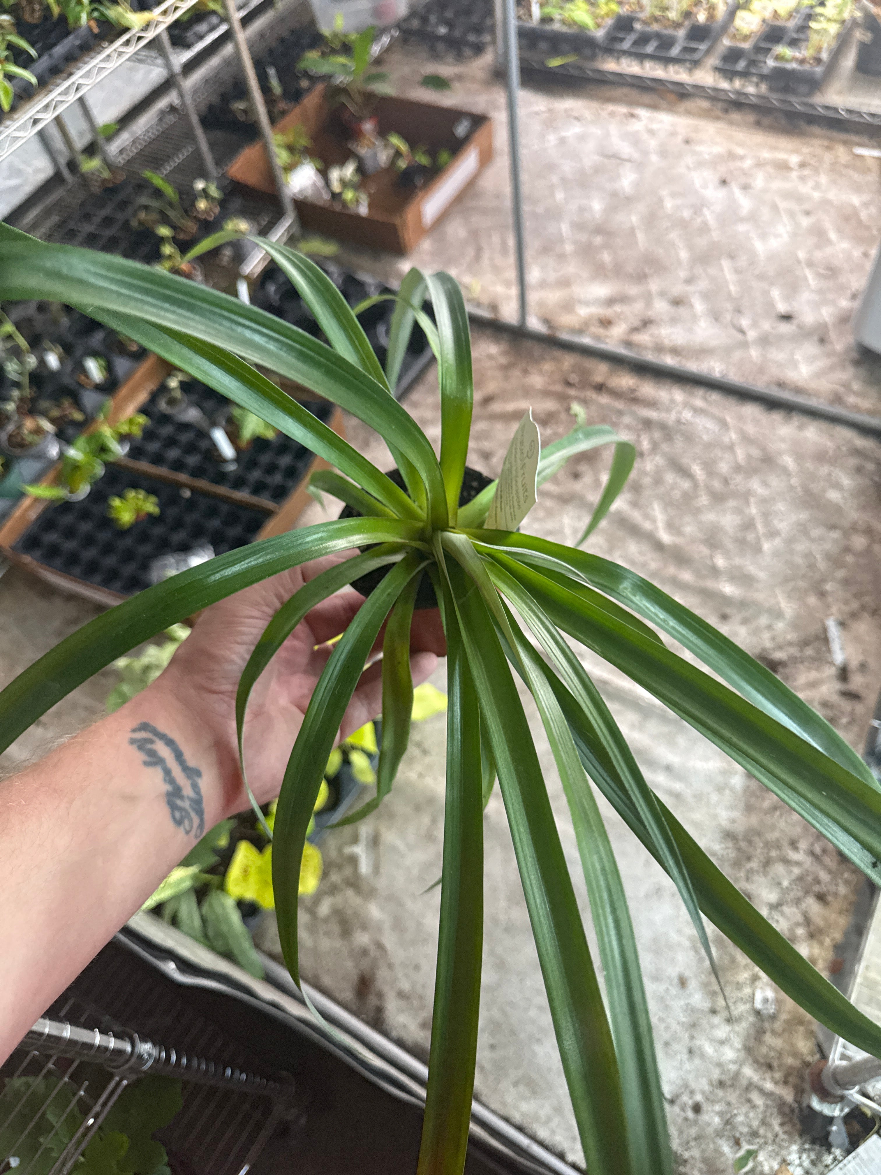 Pineapple Plant 4" Grower's Choice - Jacksbs