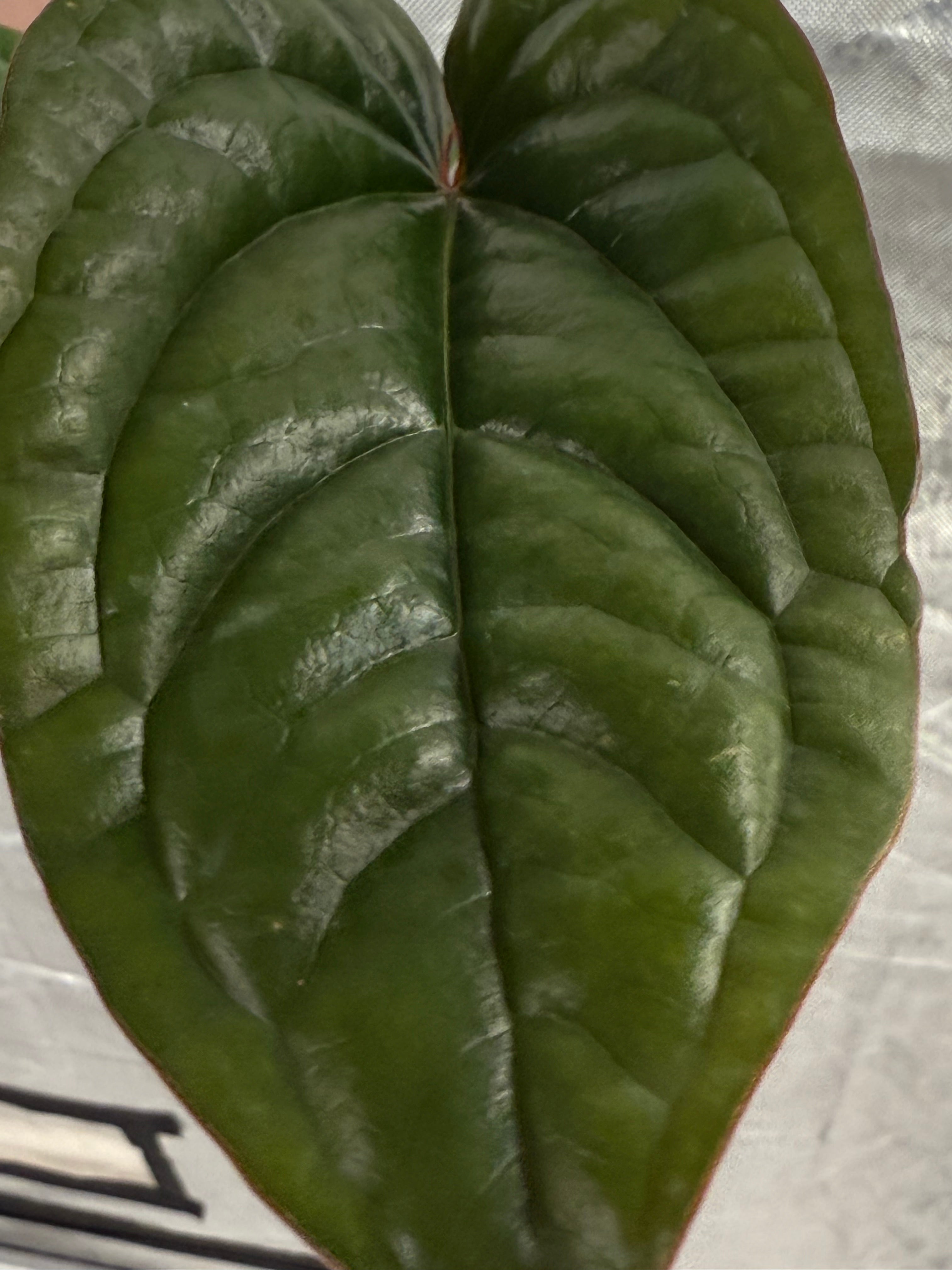 Anthurium Radicans x Luxurans 2" image 4