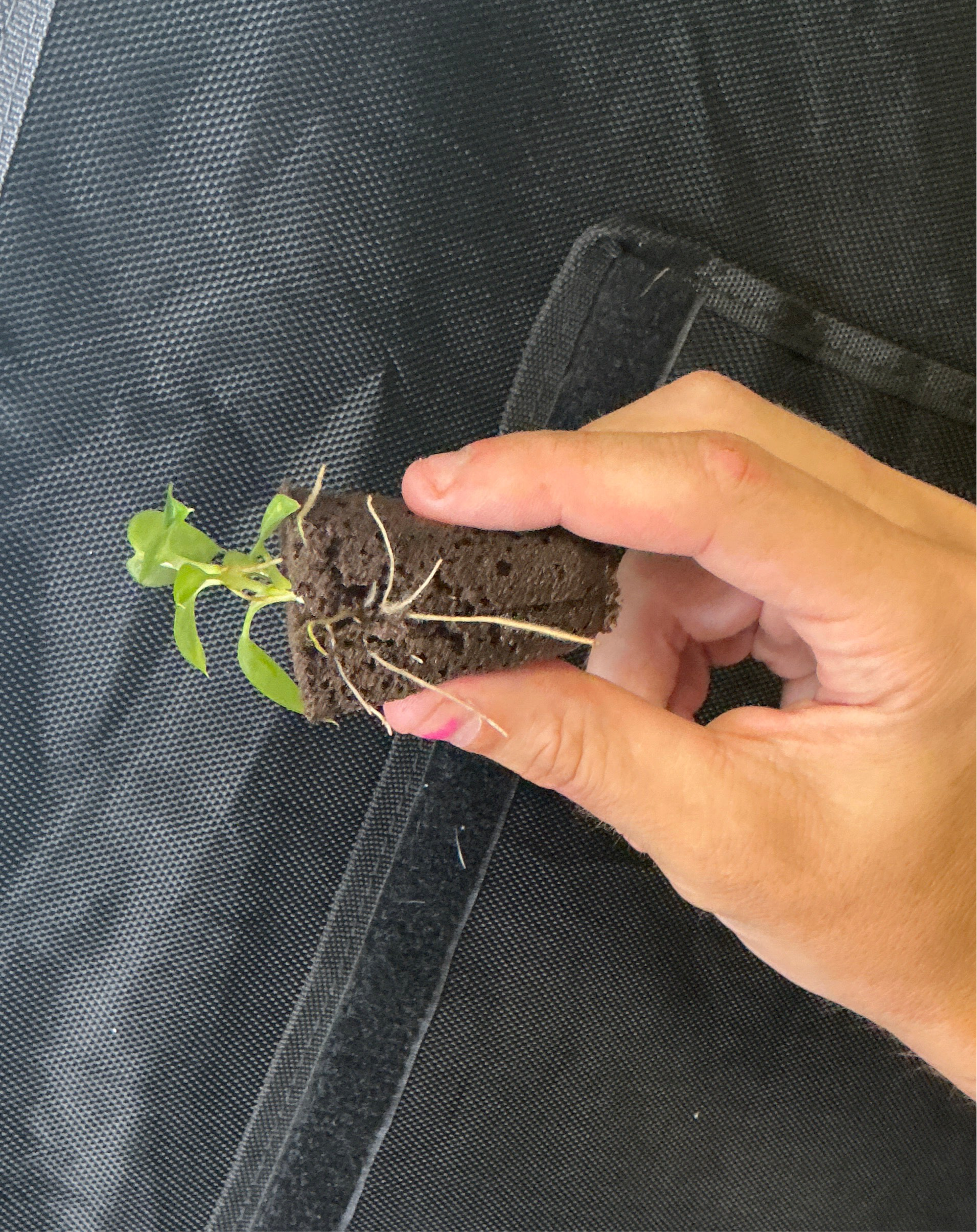 Spiritus sancti plug