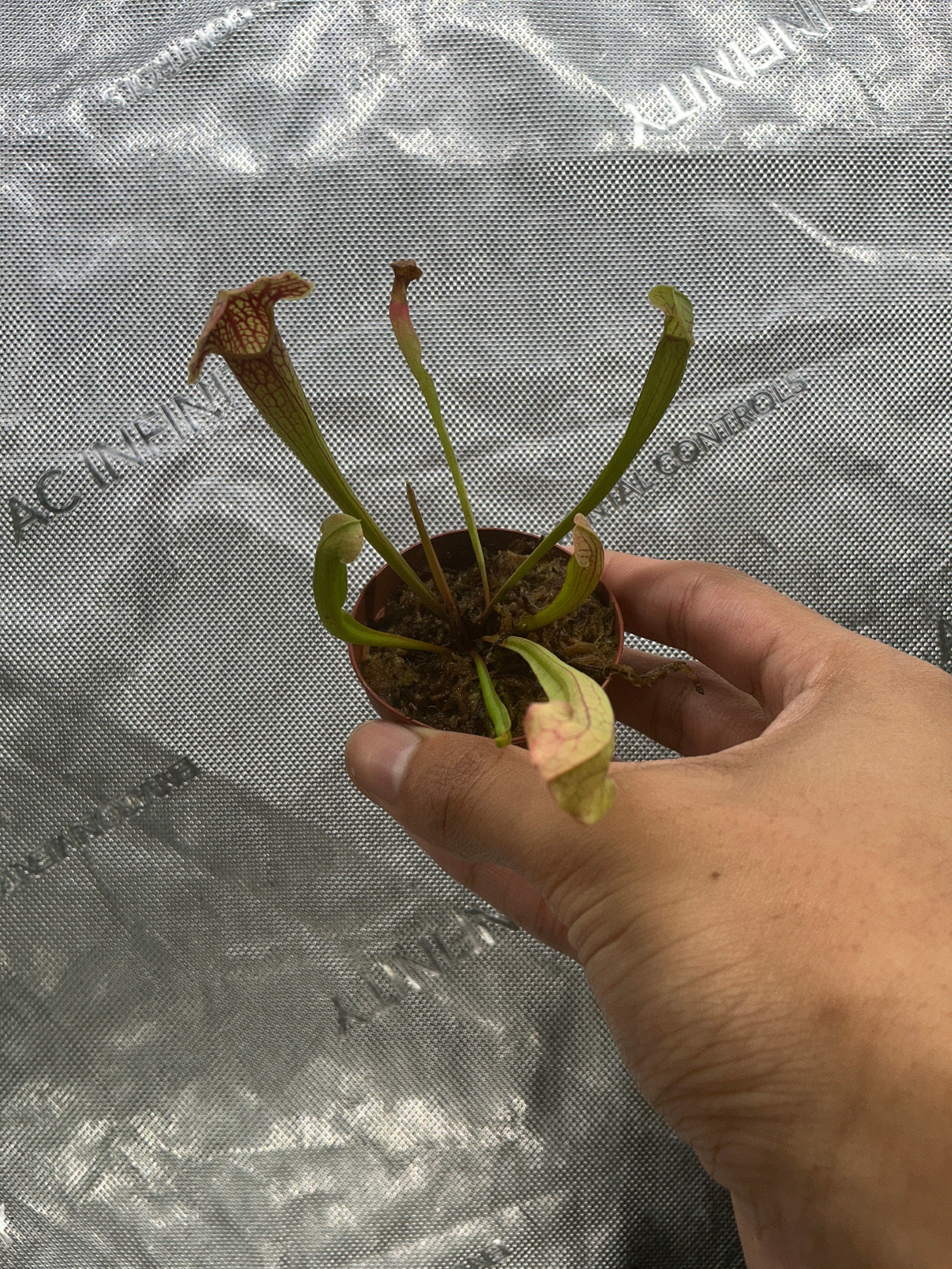 Sarracenia 2” - Jacksbs