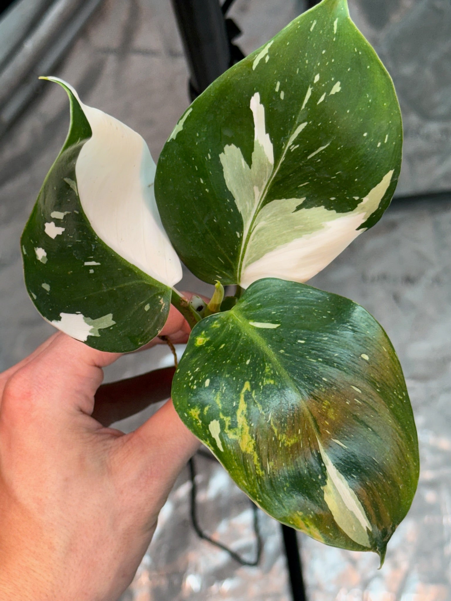 Philodendron Puncata Plug image 0