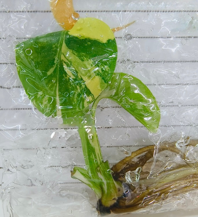 Monstera Lemon PomPom TC Ships 1/7