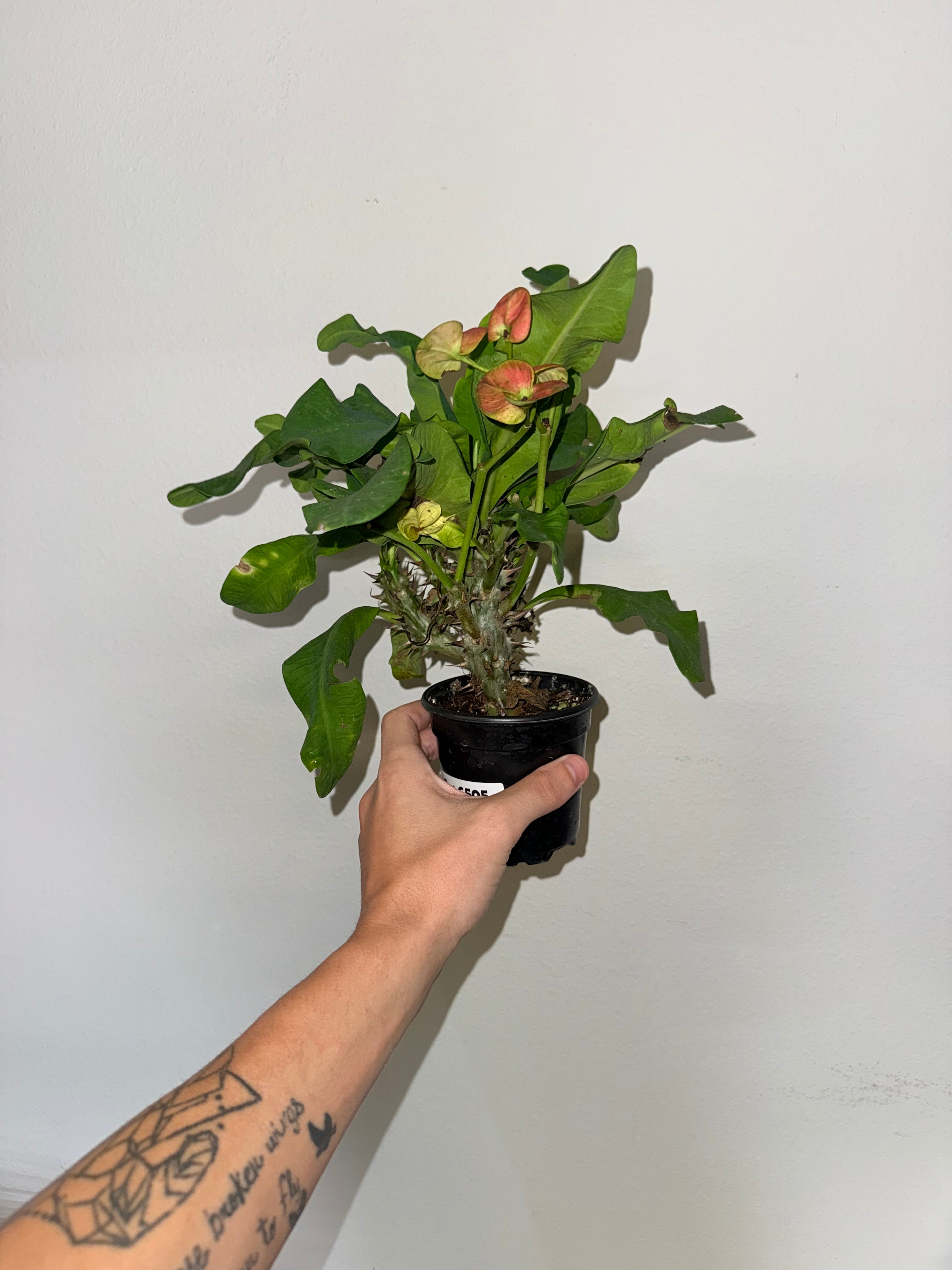 Euphorbia Milli 4” - Jacksbs