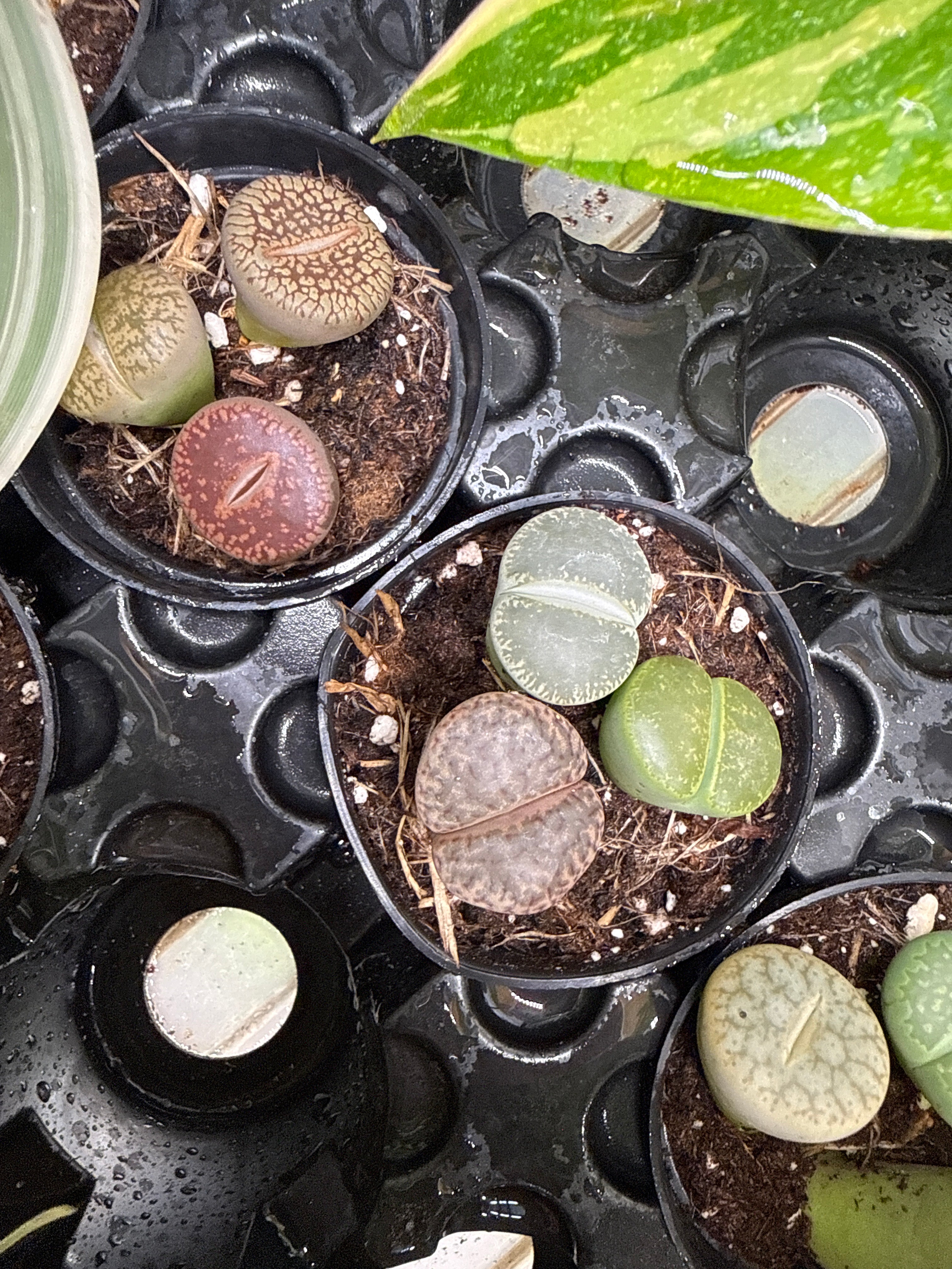 Living Rocks (Lithops) - Jacksbs