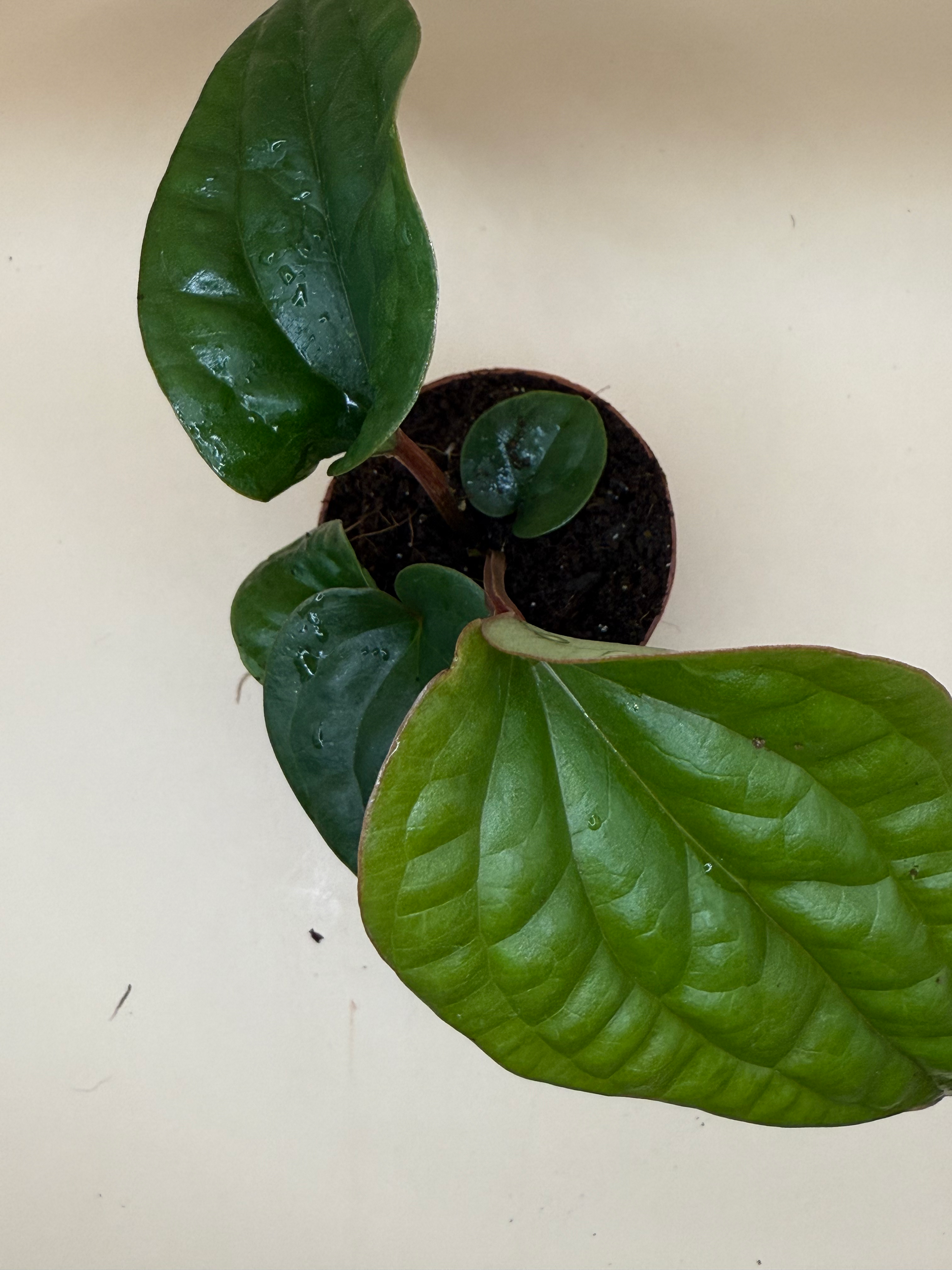 Anthurium Radicans x Luxurans 2" image 2