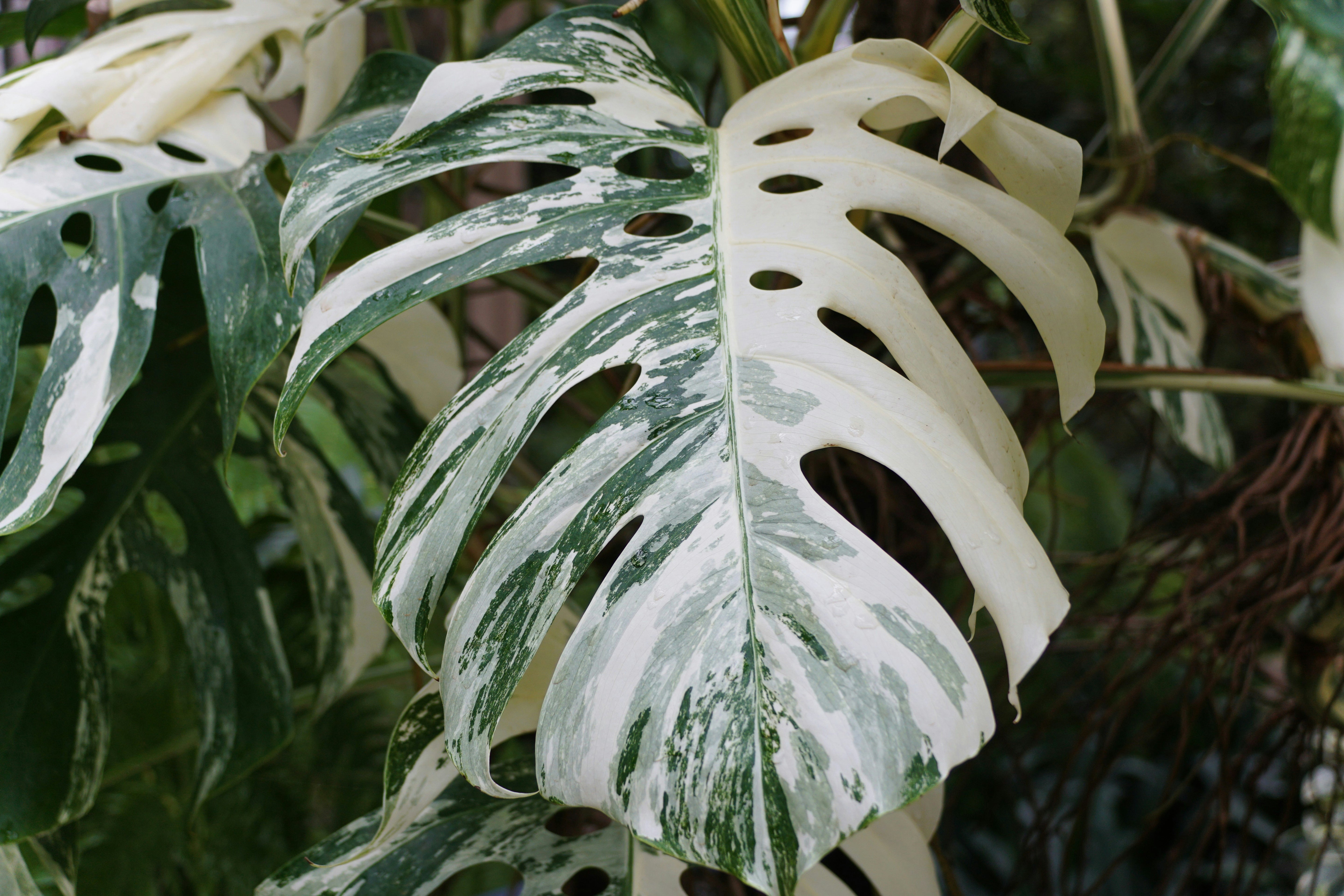 Monstera Albo 2-3 Leaf TOP unrooted cutting image 0