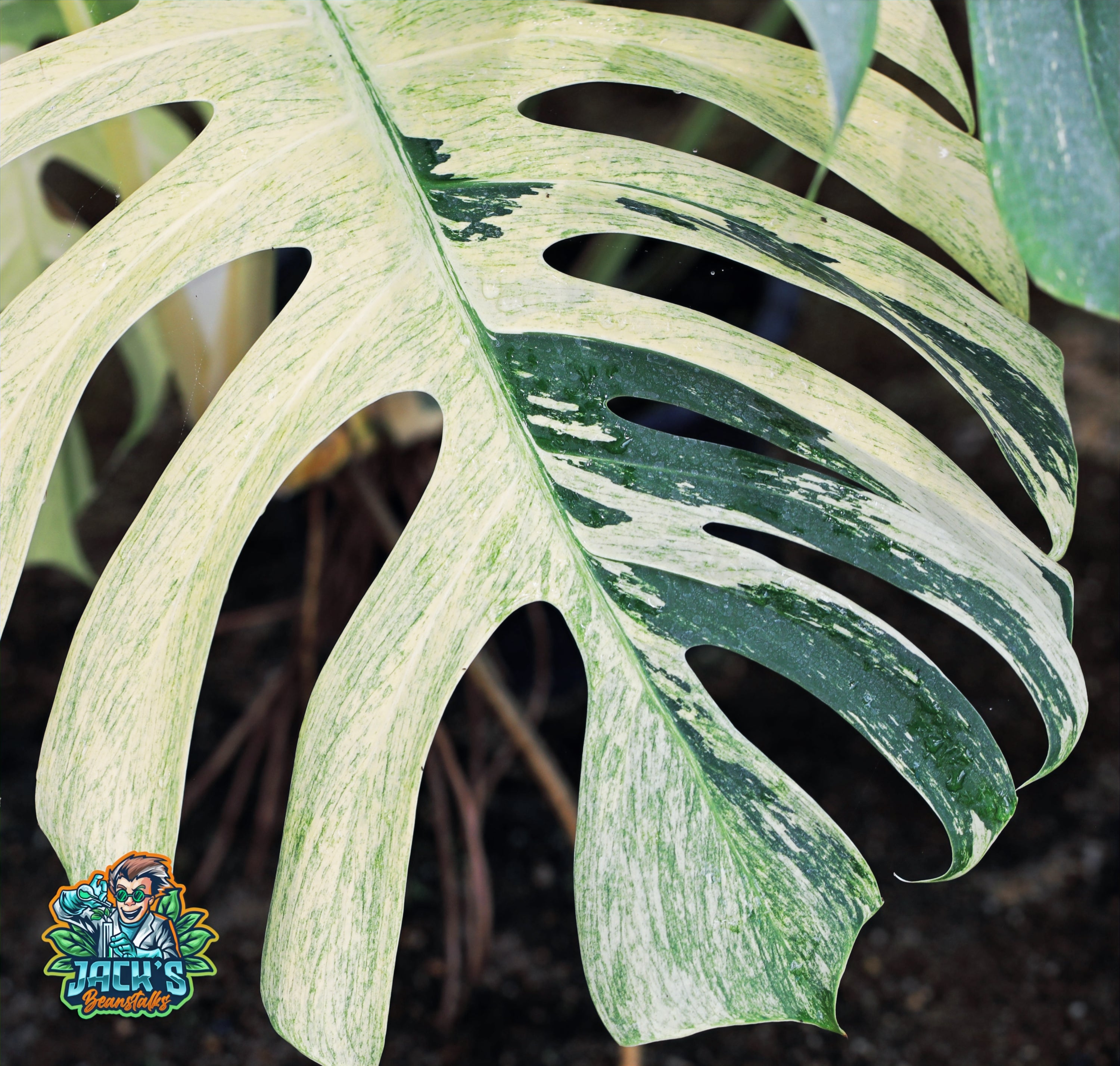 Monstera Mint starter plant image 3