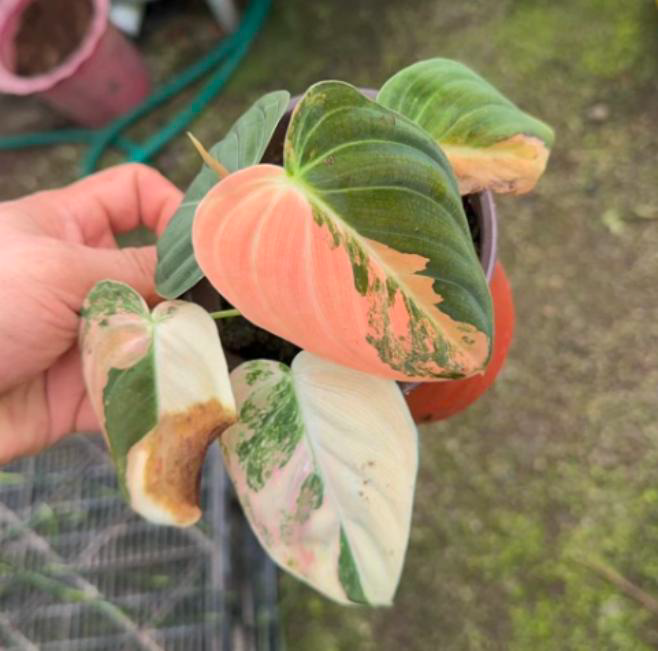 Philodendron Pink Melanochrysum TC image 0