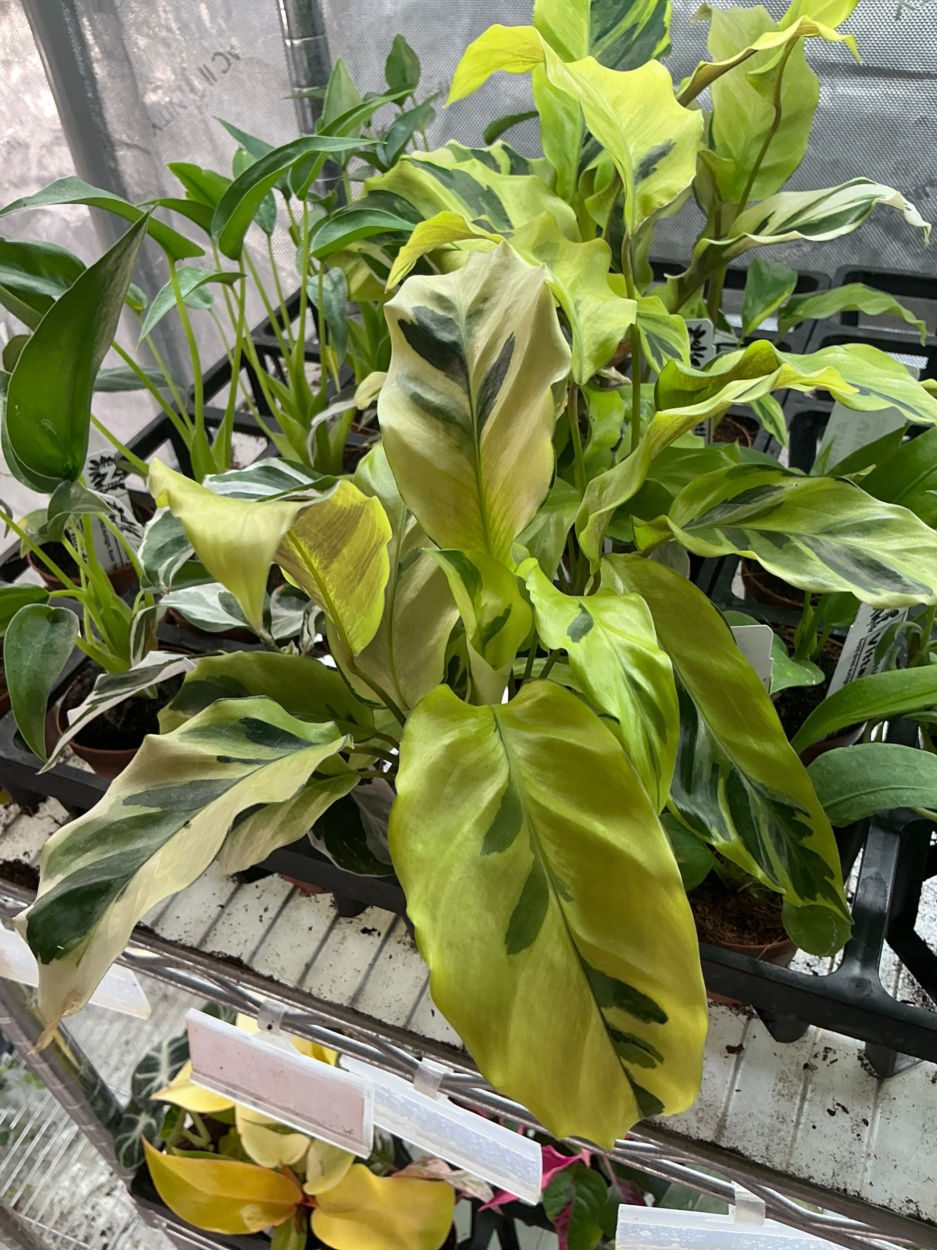 Calathea Yellow Illusion 2" Grower's Choice - Jacksbs