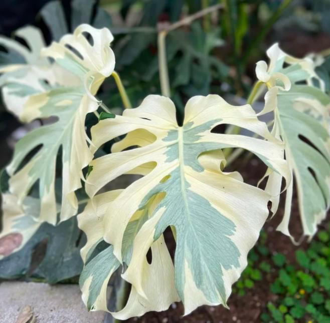 Monstera Lava Monster TC image 0