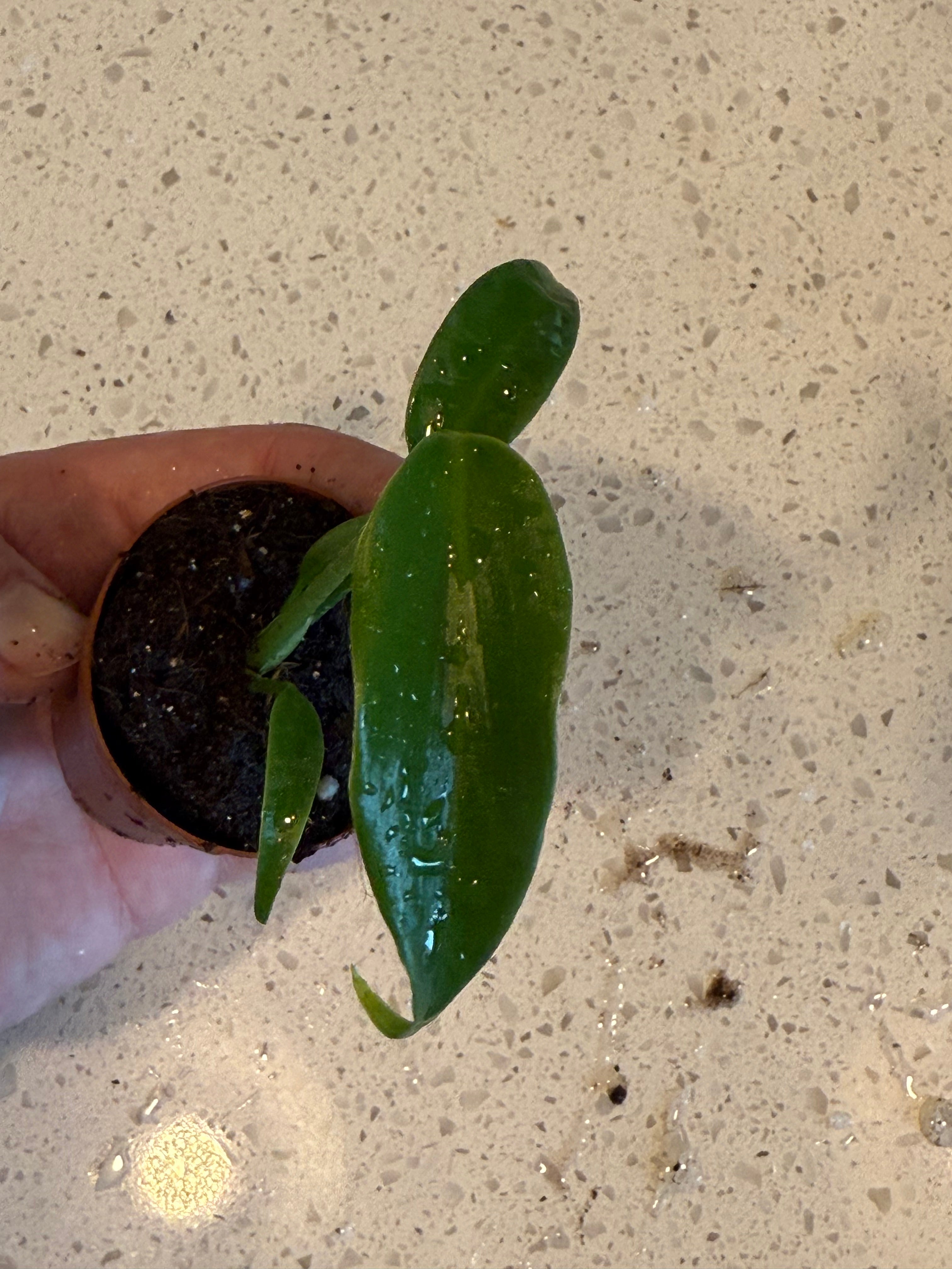 Monstera Burle Marx Flame 2" image 1