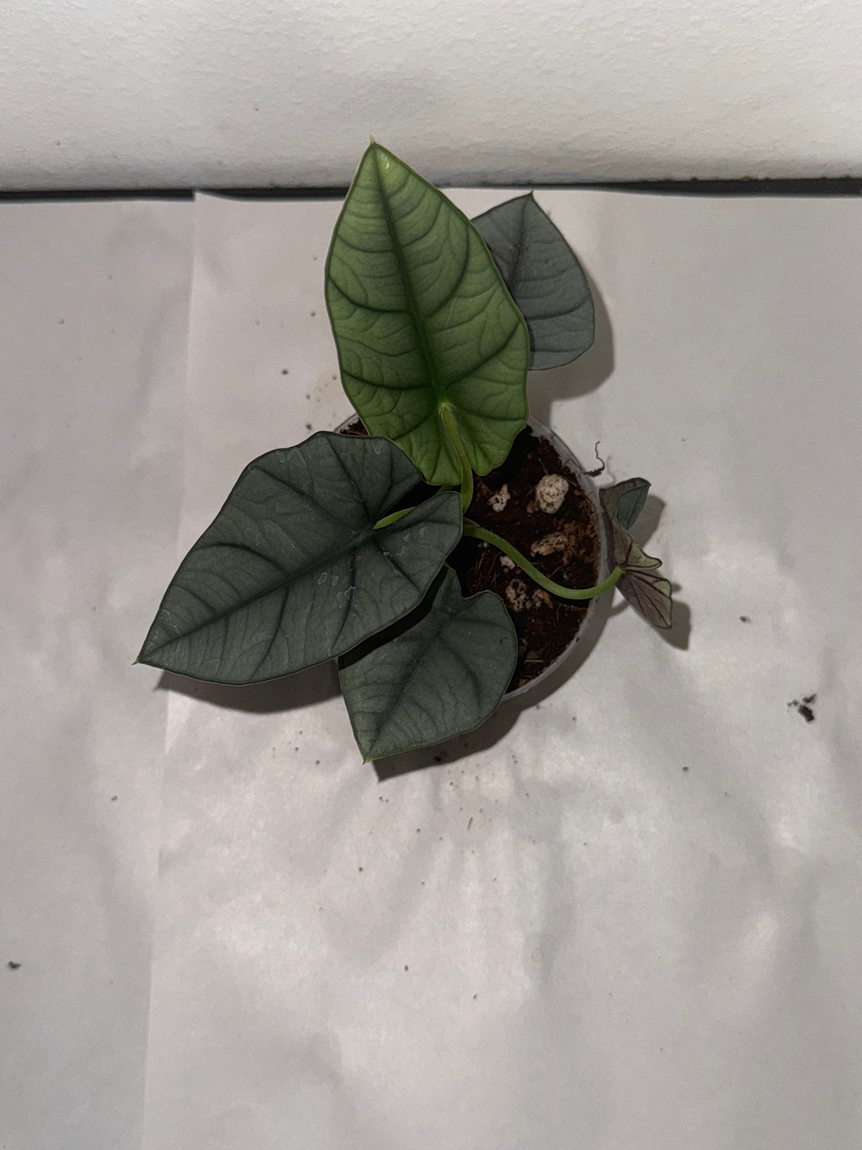 Alocasia Bisma 4”