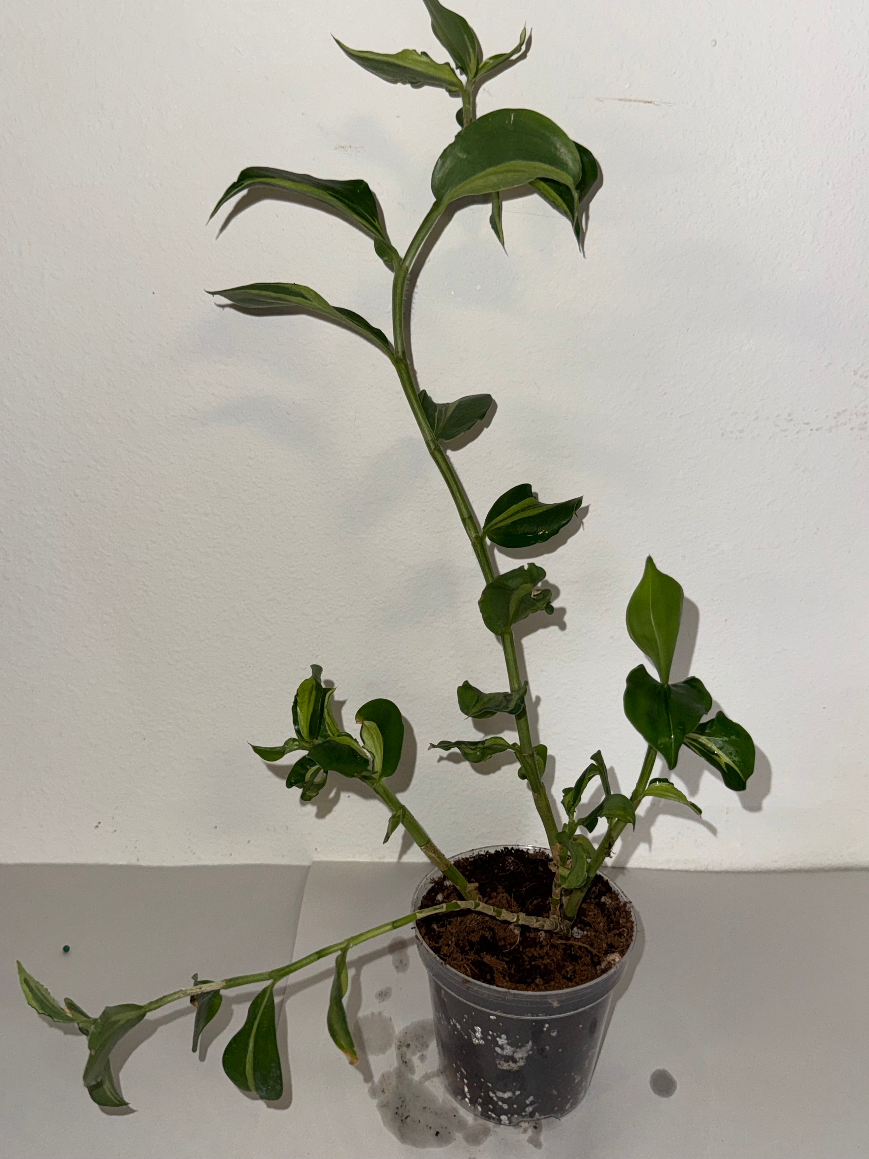 Costus Green Mint 4” - Jacksbs