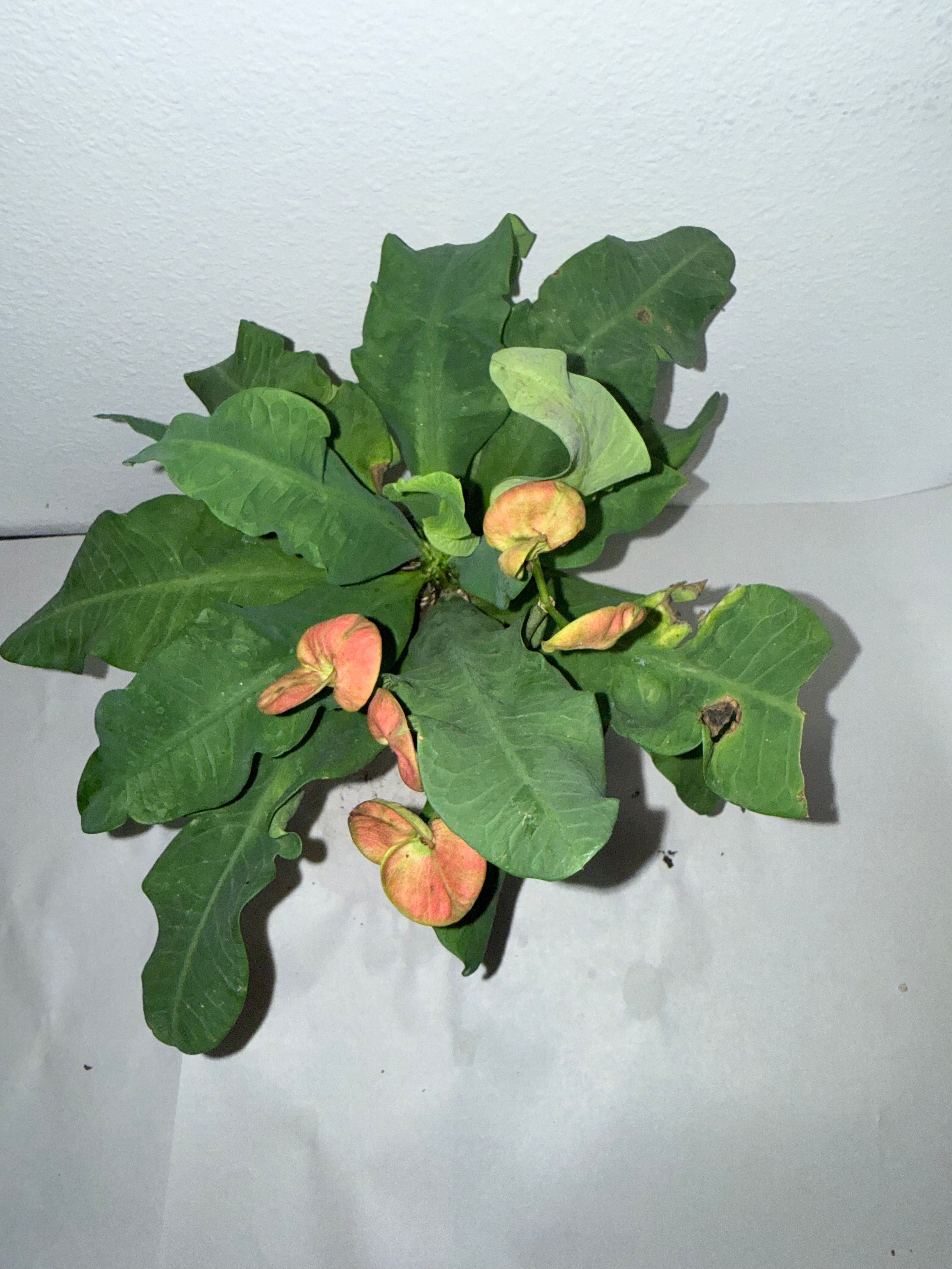 Euphorbia Milli 4” - Jacksbs
