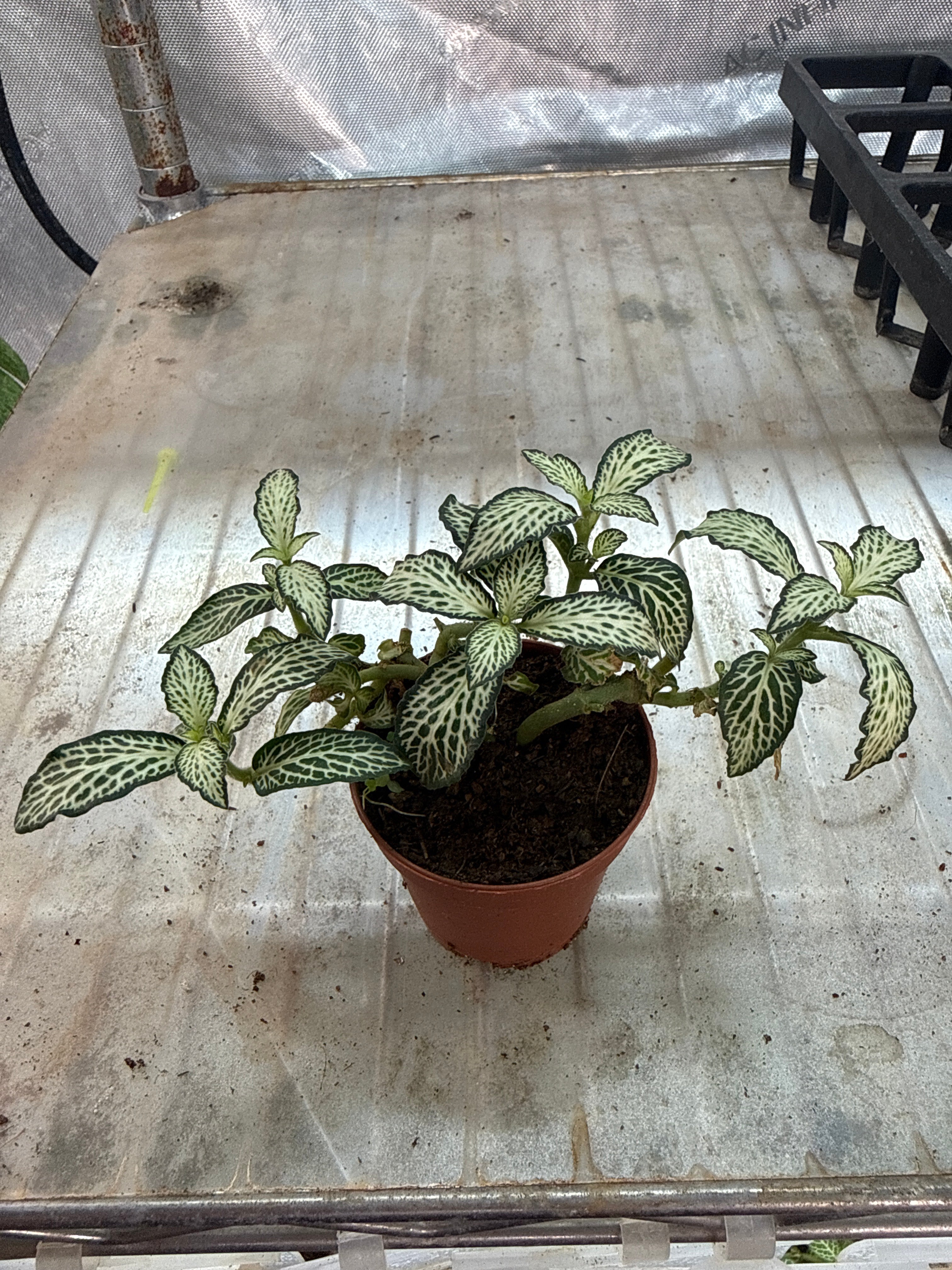 Fittonia White Forest Flame 2”