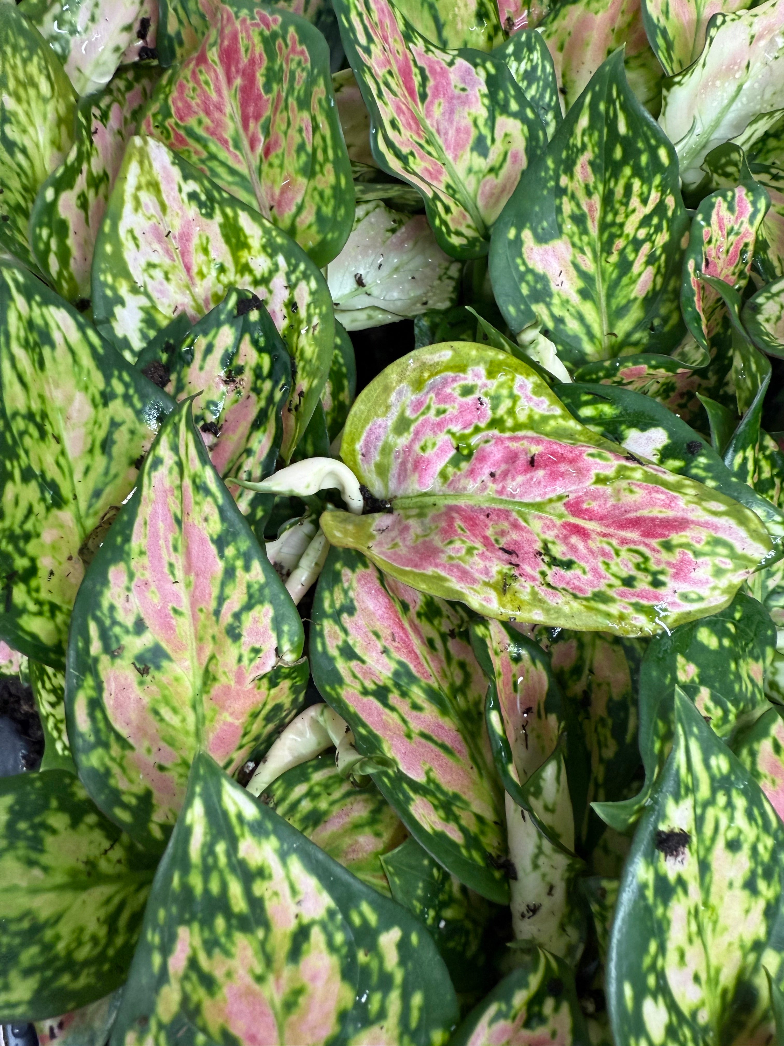 Monthly Plant Box 3 Plants image 11