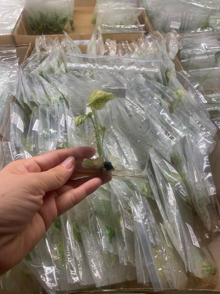 Monstera White Monster TC image 5