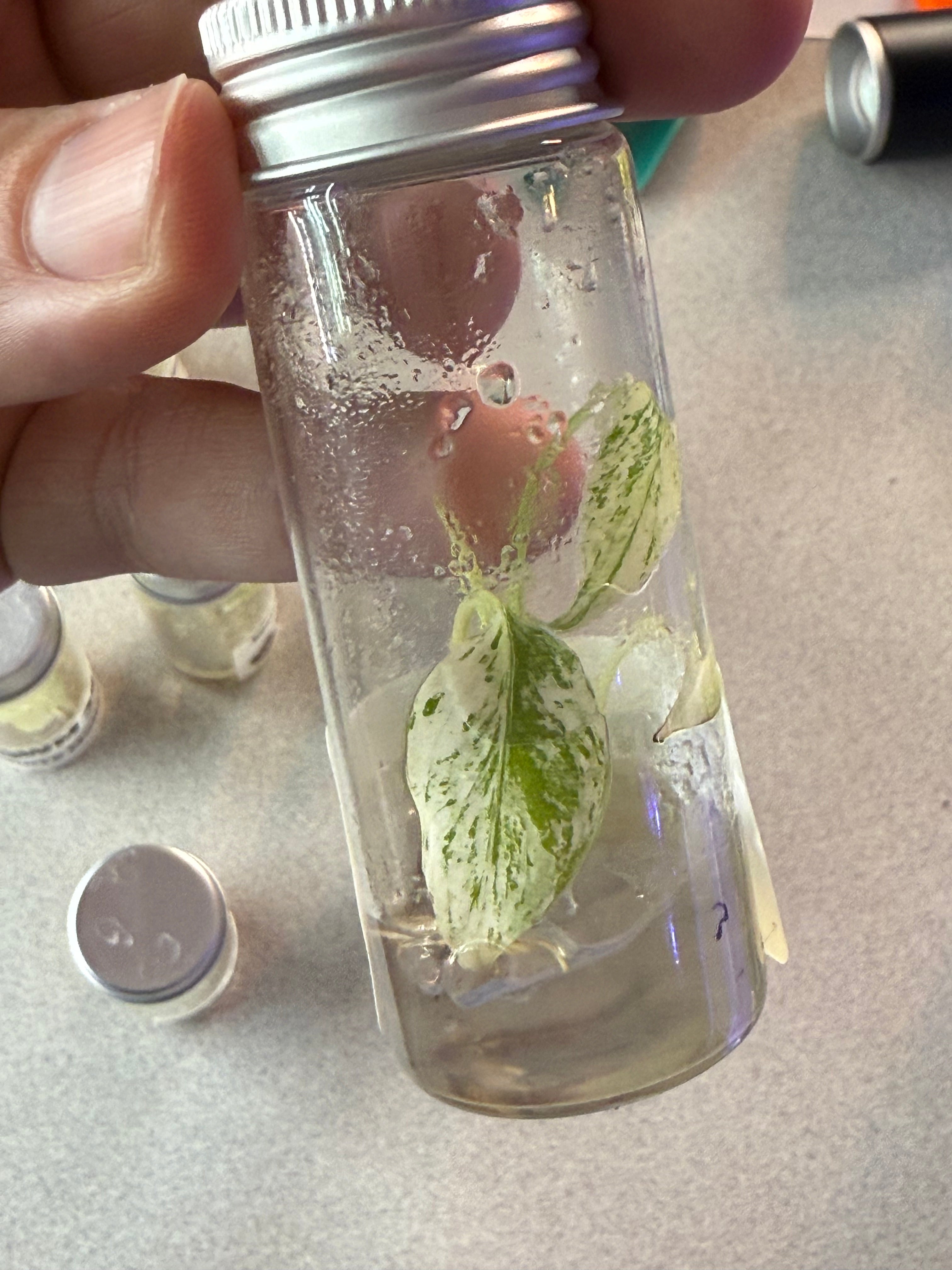 Monstera White Monster TC image 2