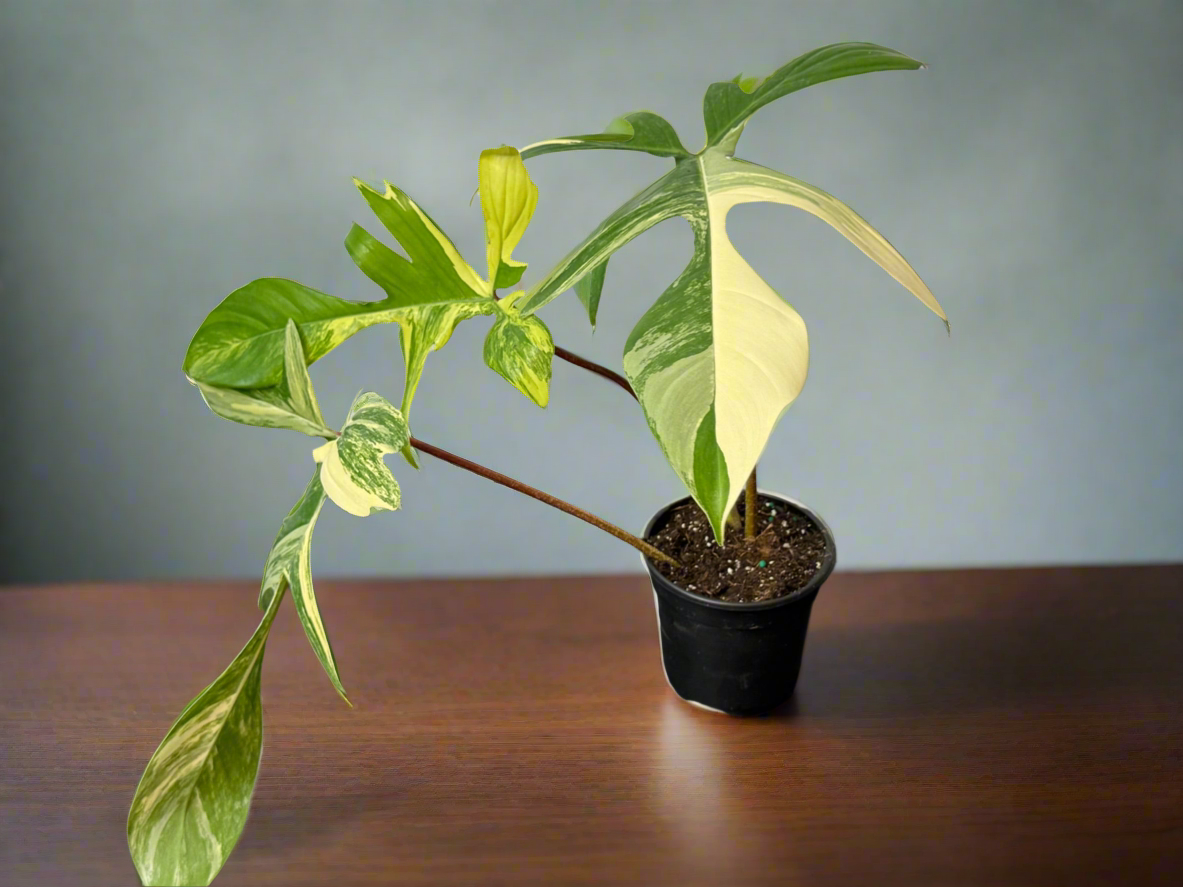 4" Philodendron Florida Beauty Exact Plant - Jacksbs