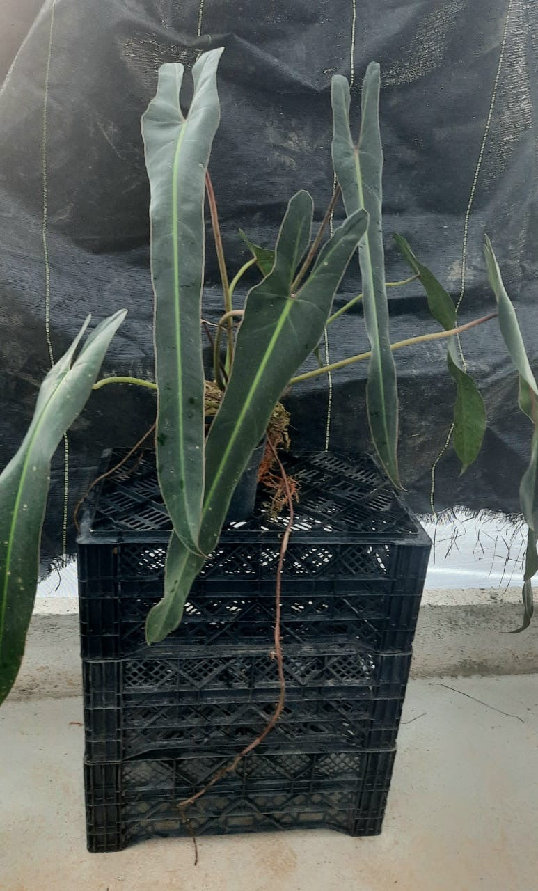 Philodendron Spiritus Sancti + Jack’s Hot Sauce Gift Set Texas SeaLife Center