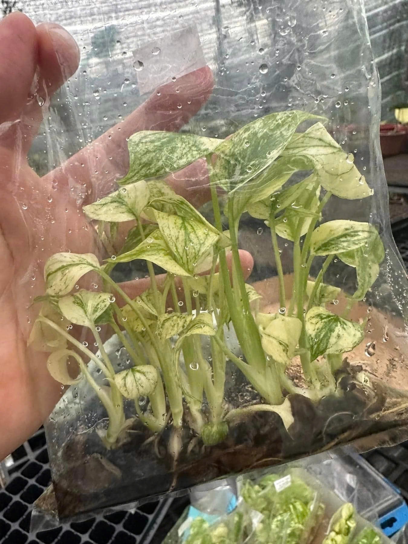 Monstera White Monster TC image 4