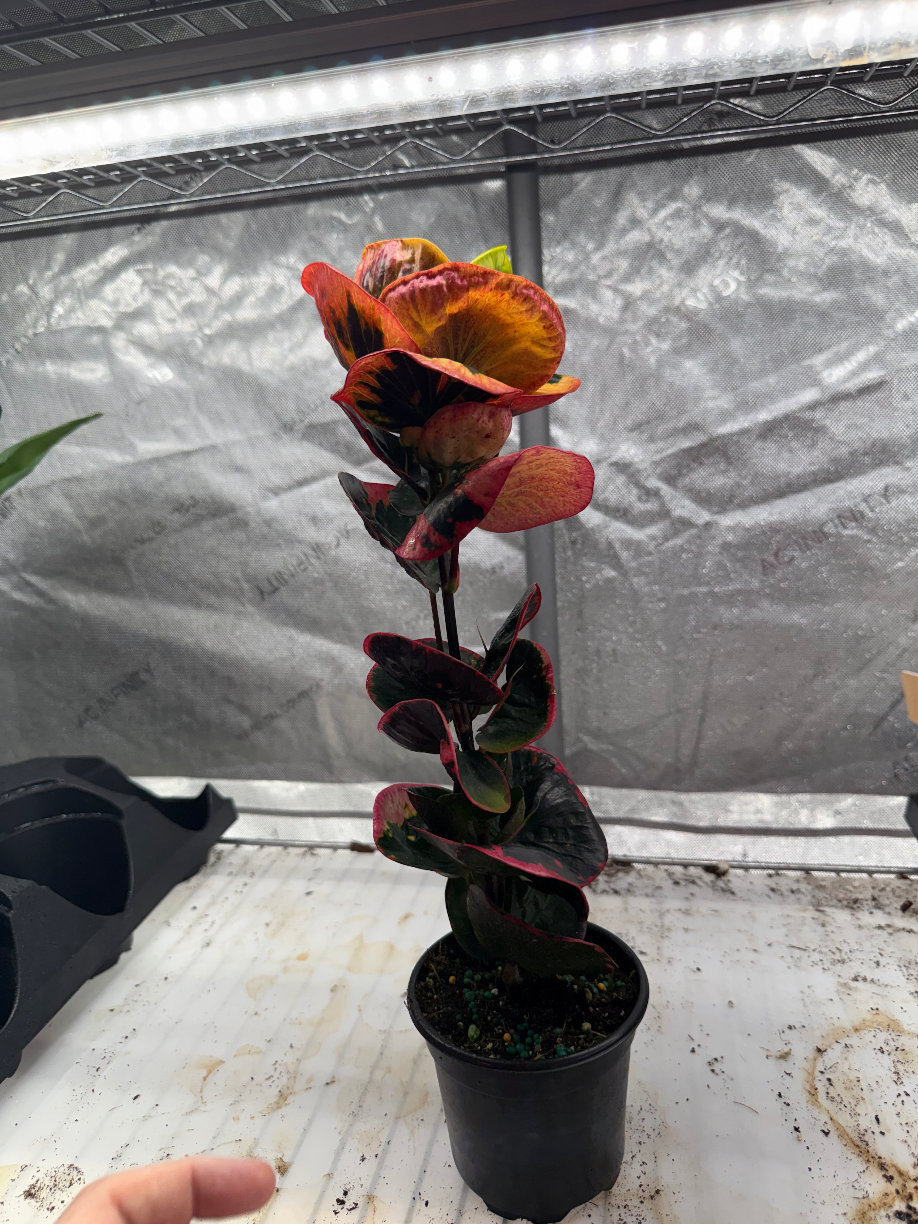 Croton Rose 4" Growers Choice