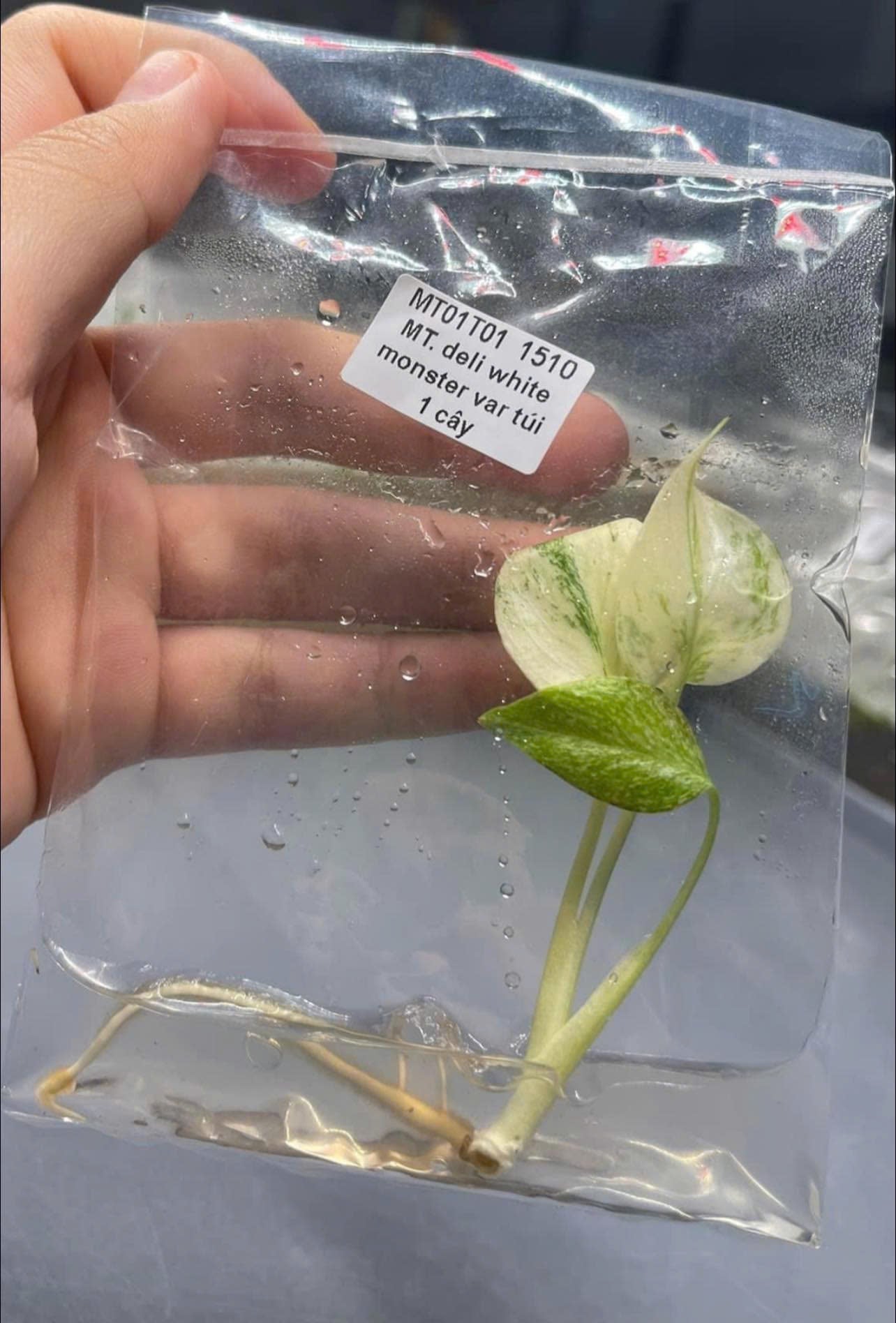 Monstera White Monster TC image 3