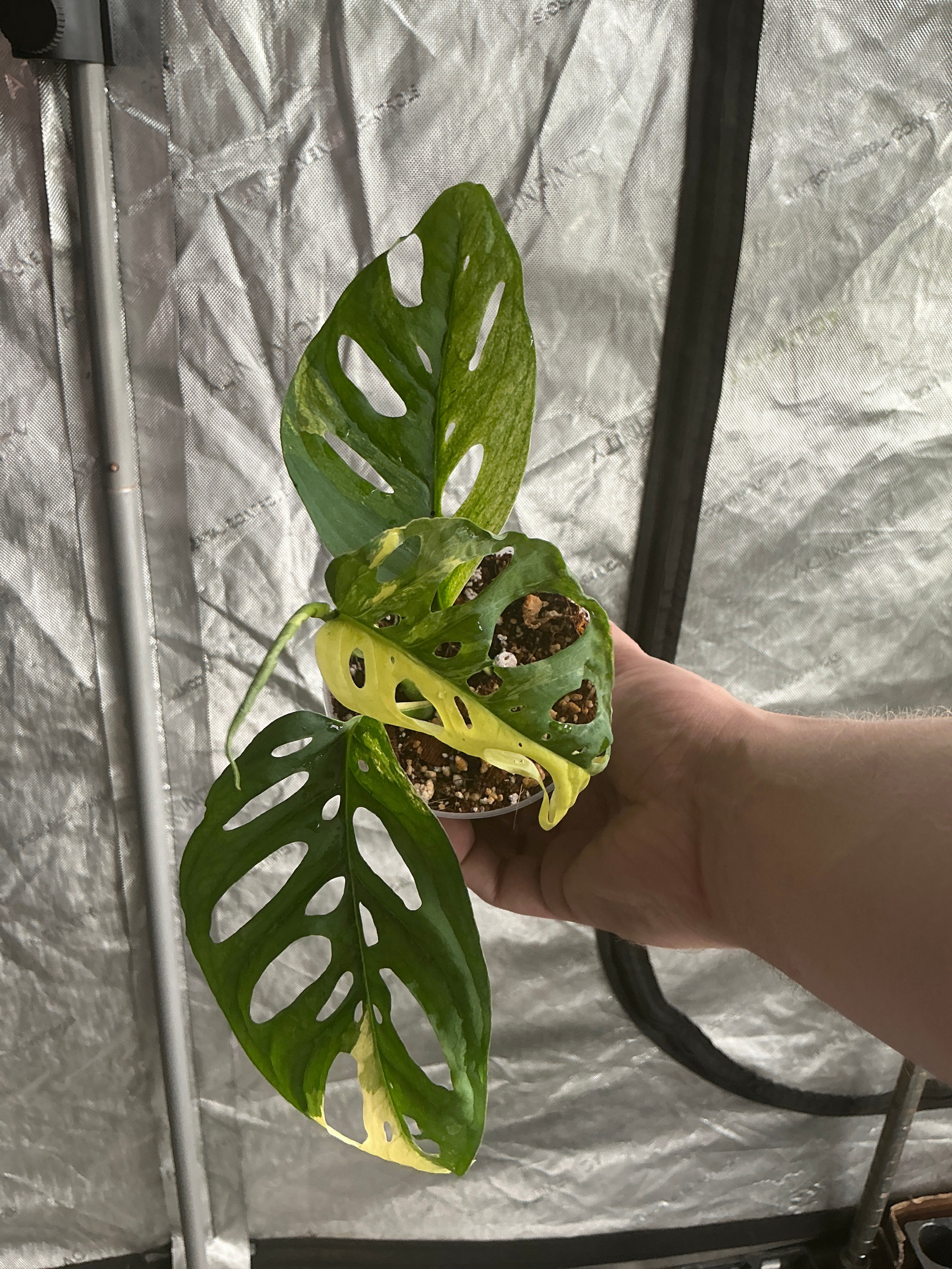 Monstera Adansonii Albo 4" Gower's Choice