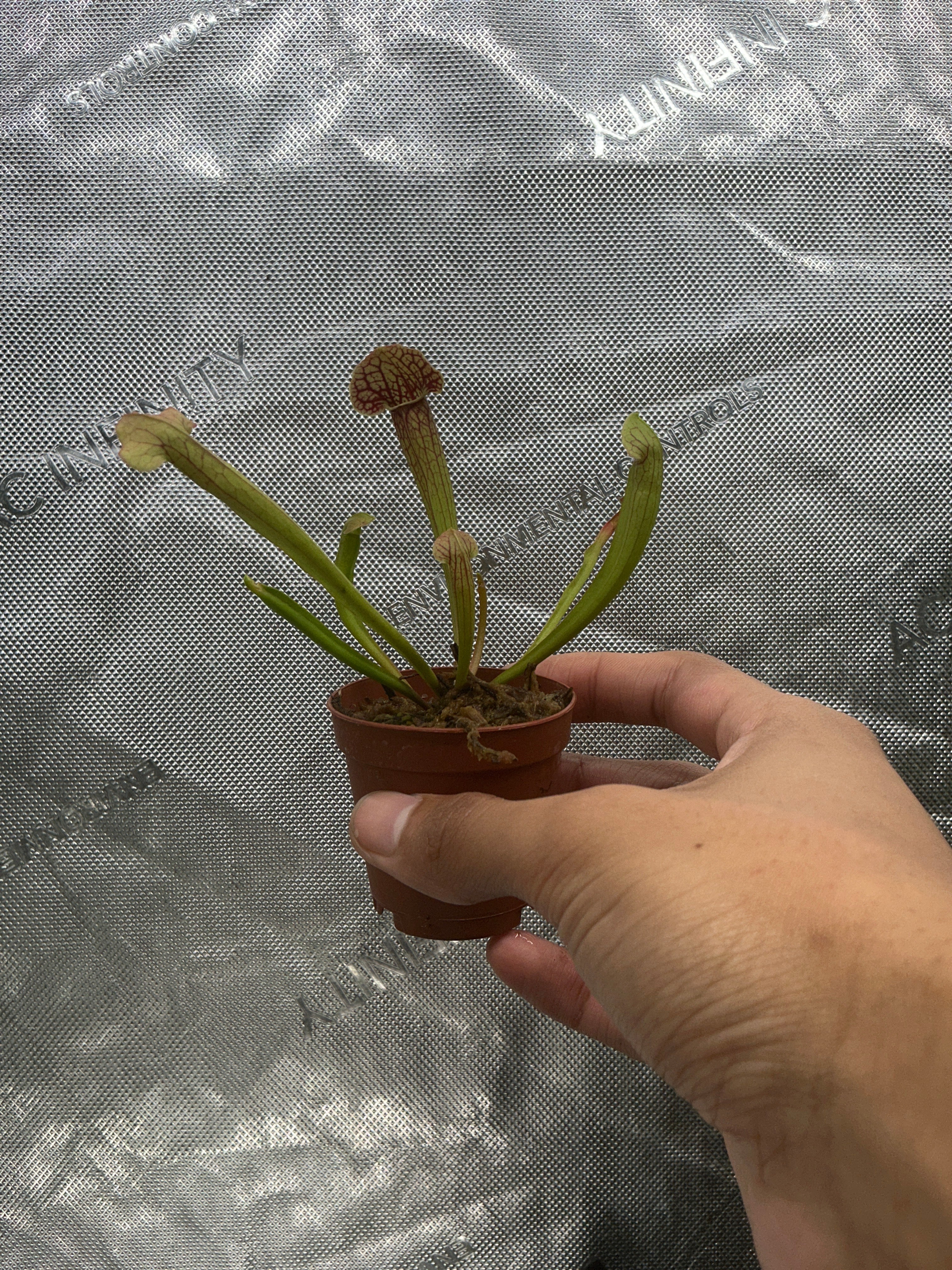 Sarracenia 2” - Jacksbs