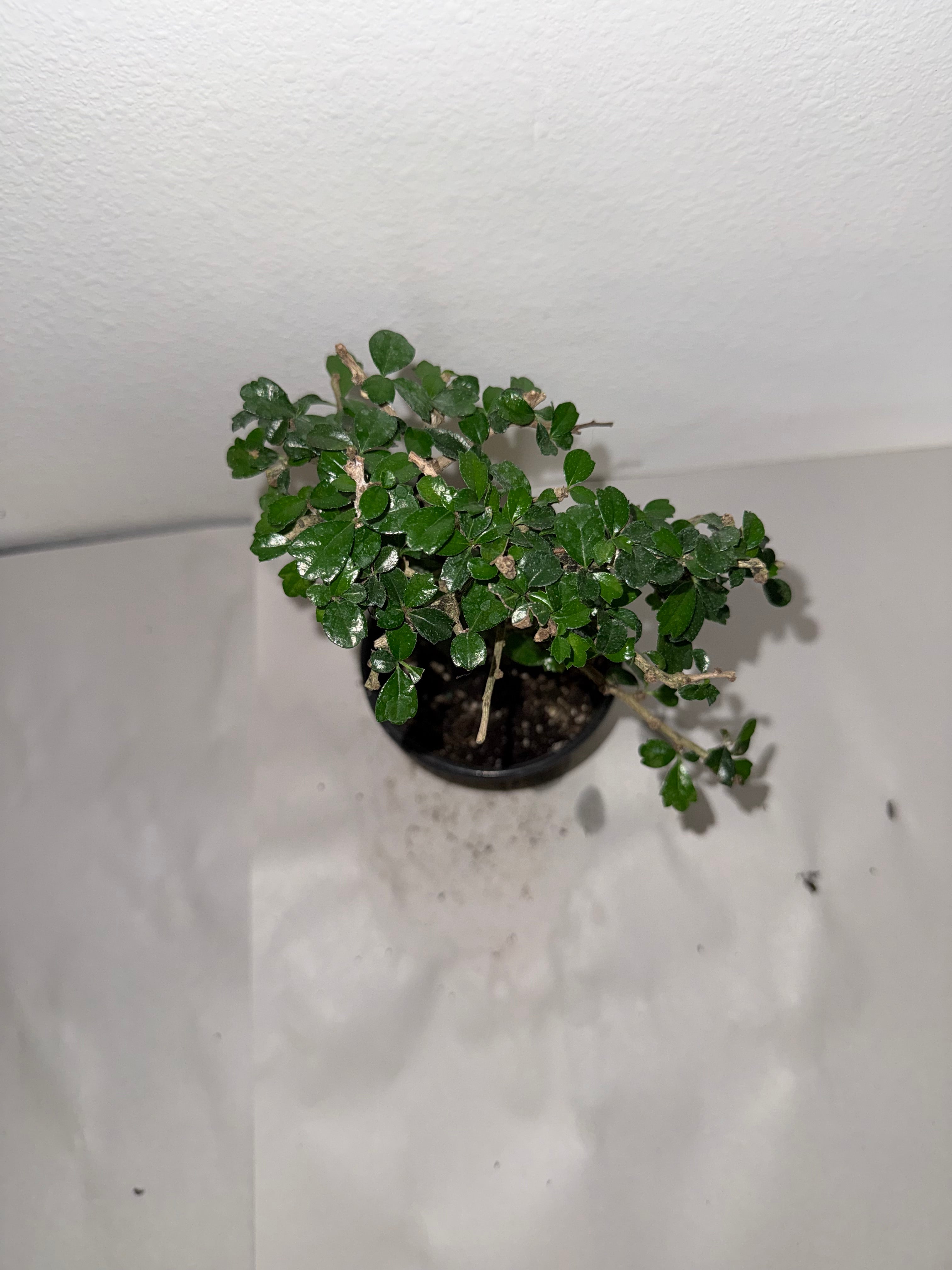 Fuken Tea Tree 4” - Jacksbs