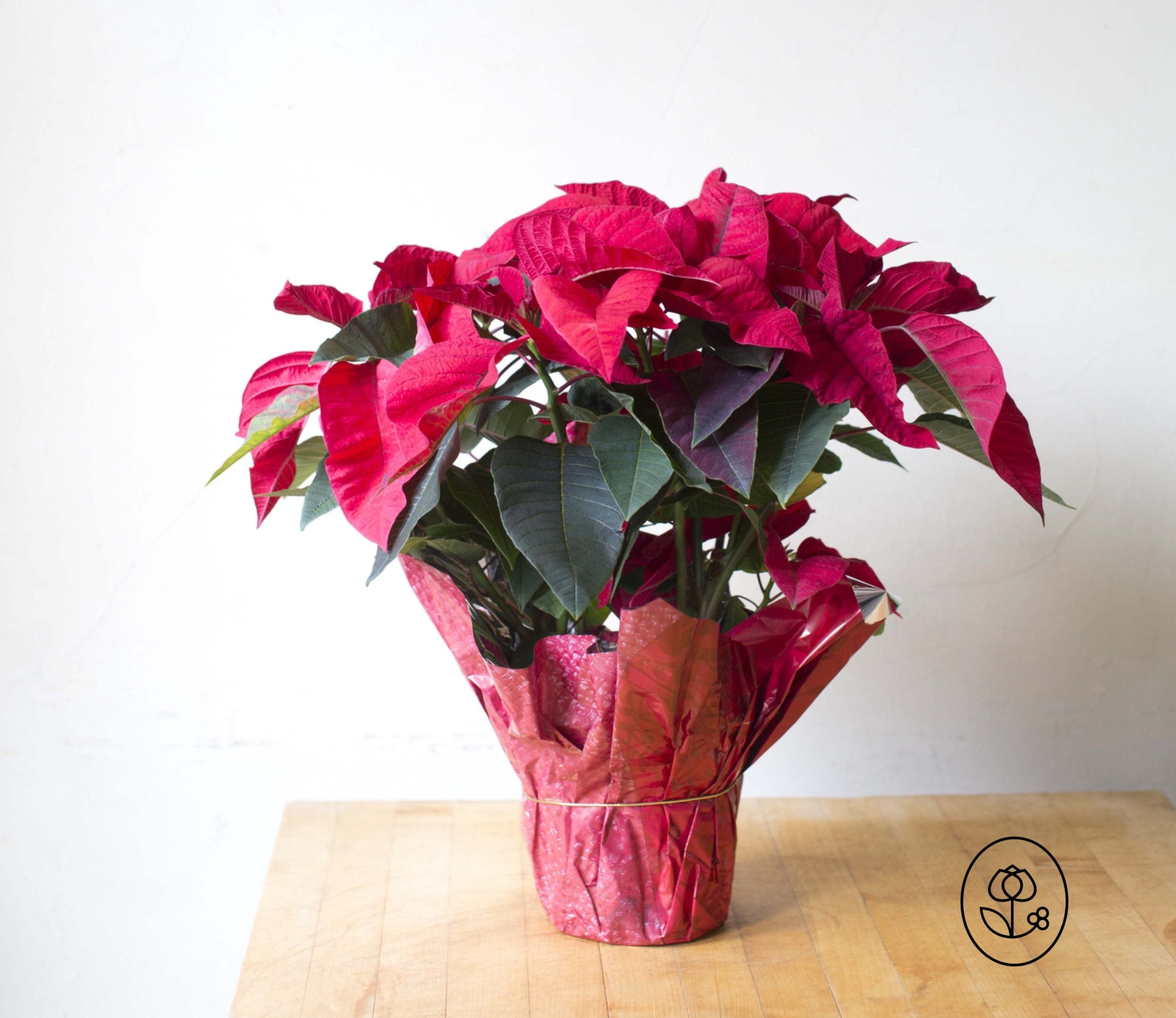 Poinsettia Red 6.5" - Ships 12/3 - Jacksbs