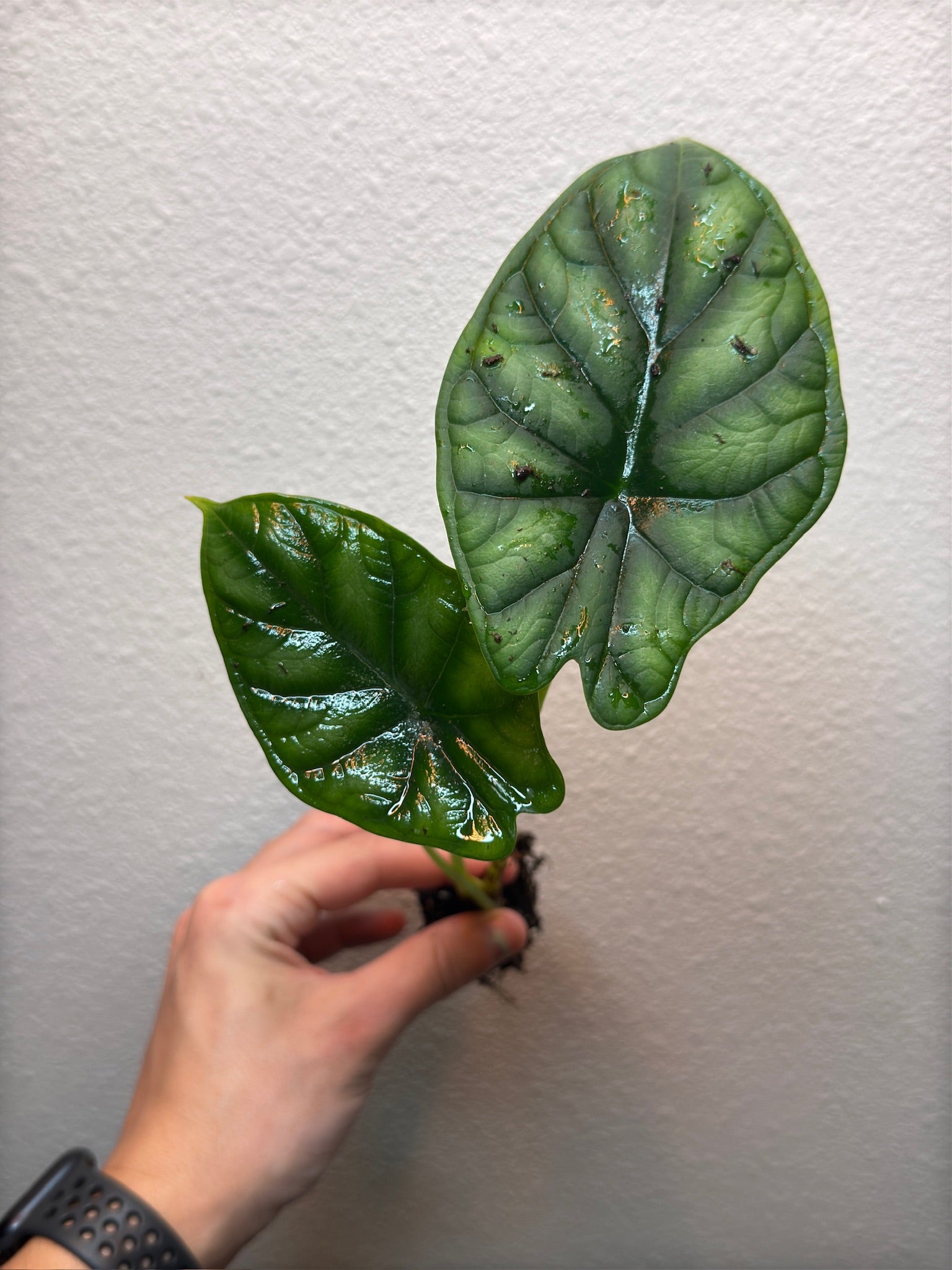 Plug pack 4 plants random image 0