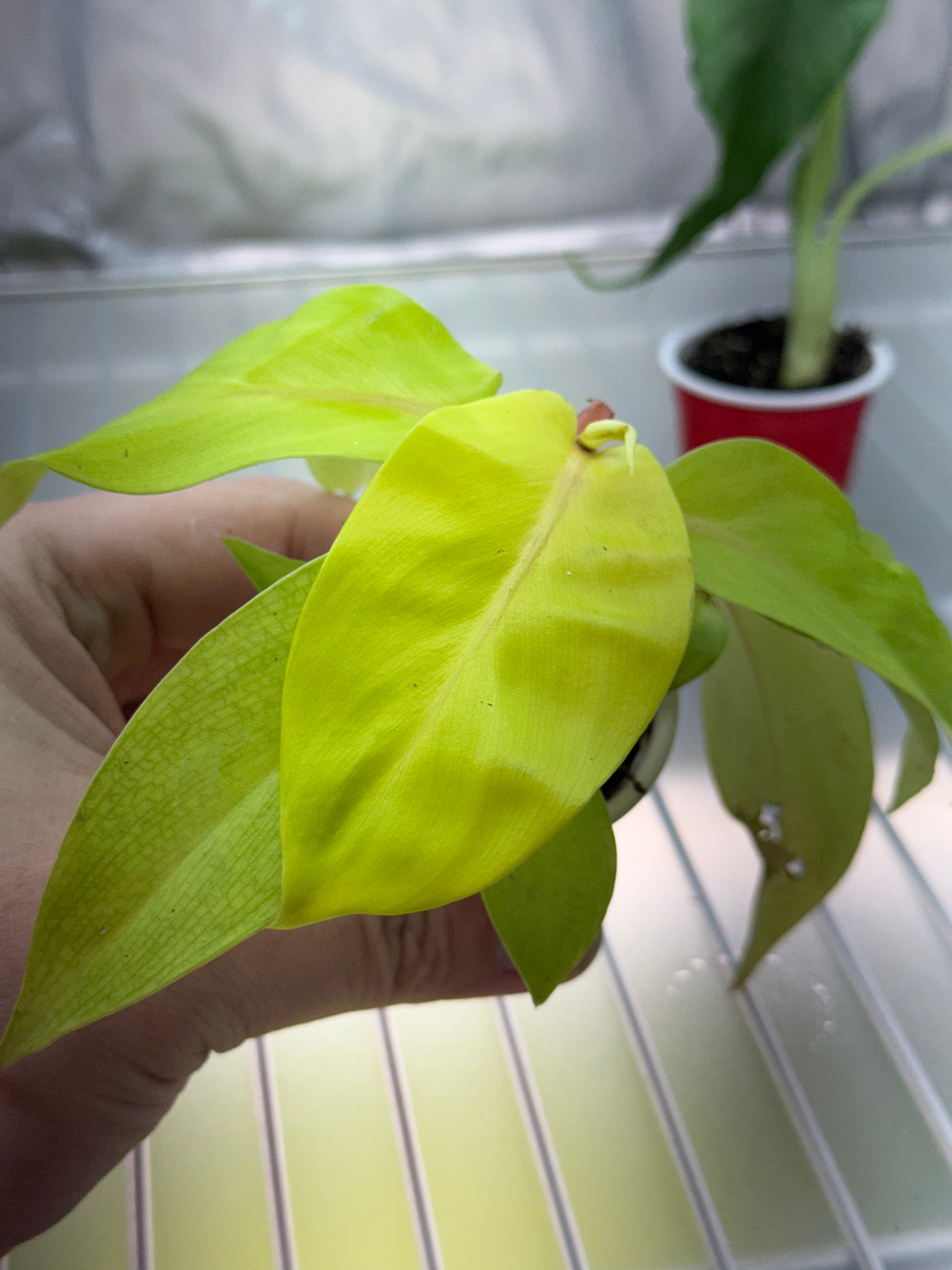 Philodendron Sellam Gold Plug image 0