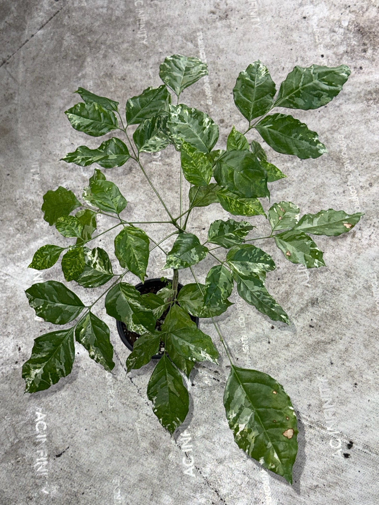 4" China Doll Variegated Exact Plant - Jacksbs