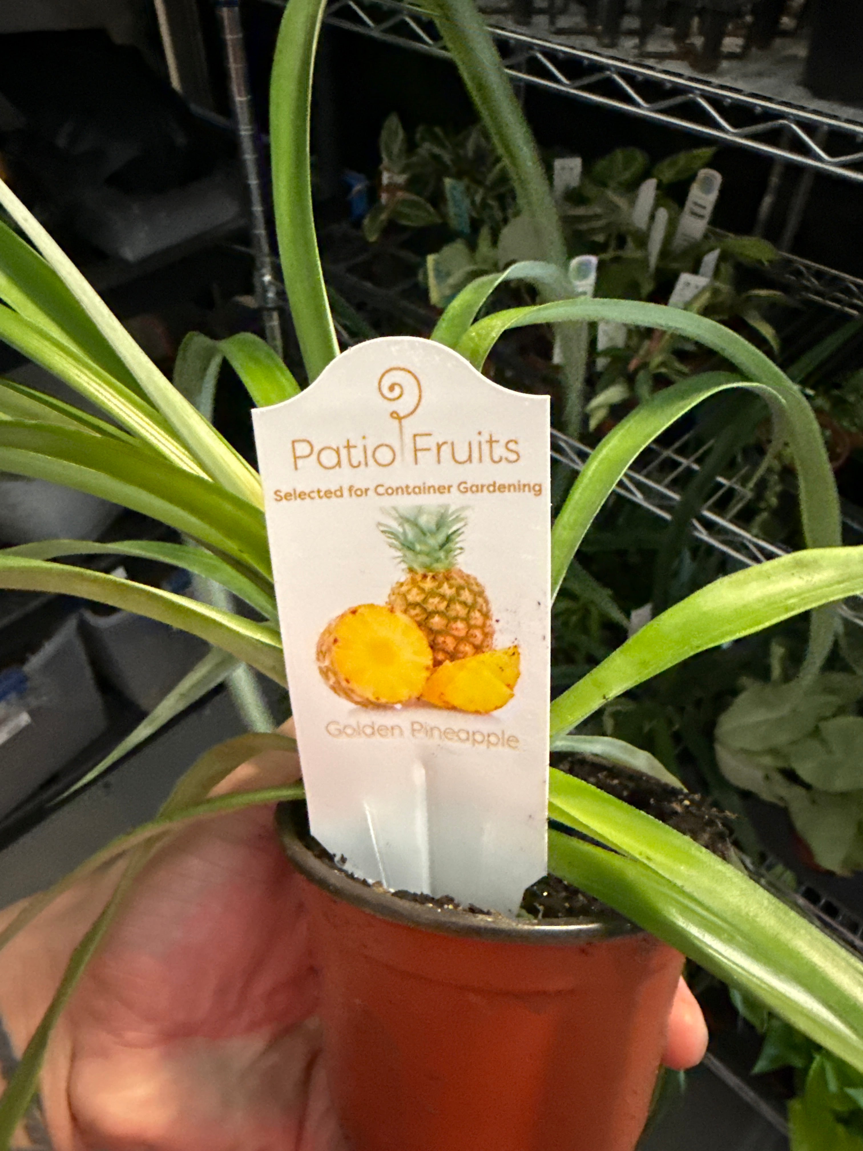Pineapple Plant 4" Grower's Choice - Jacksbs