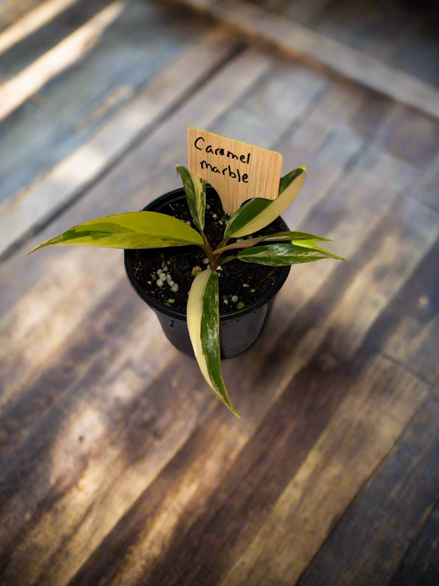 Philodendron Caramel Marble 3.5”