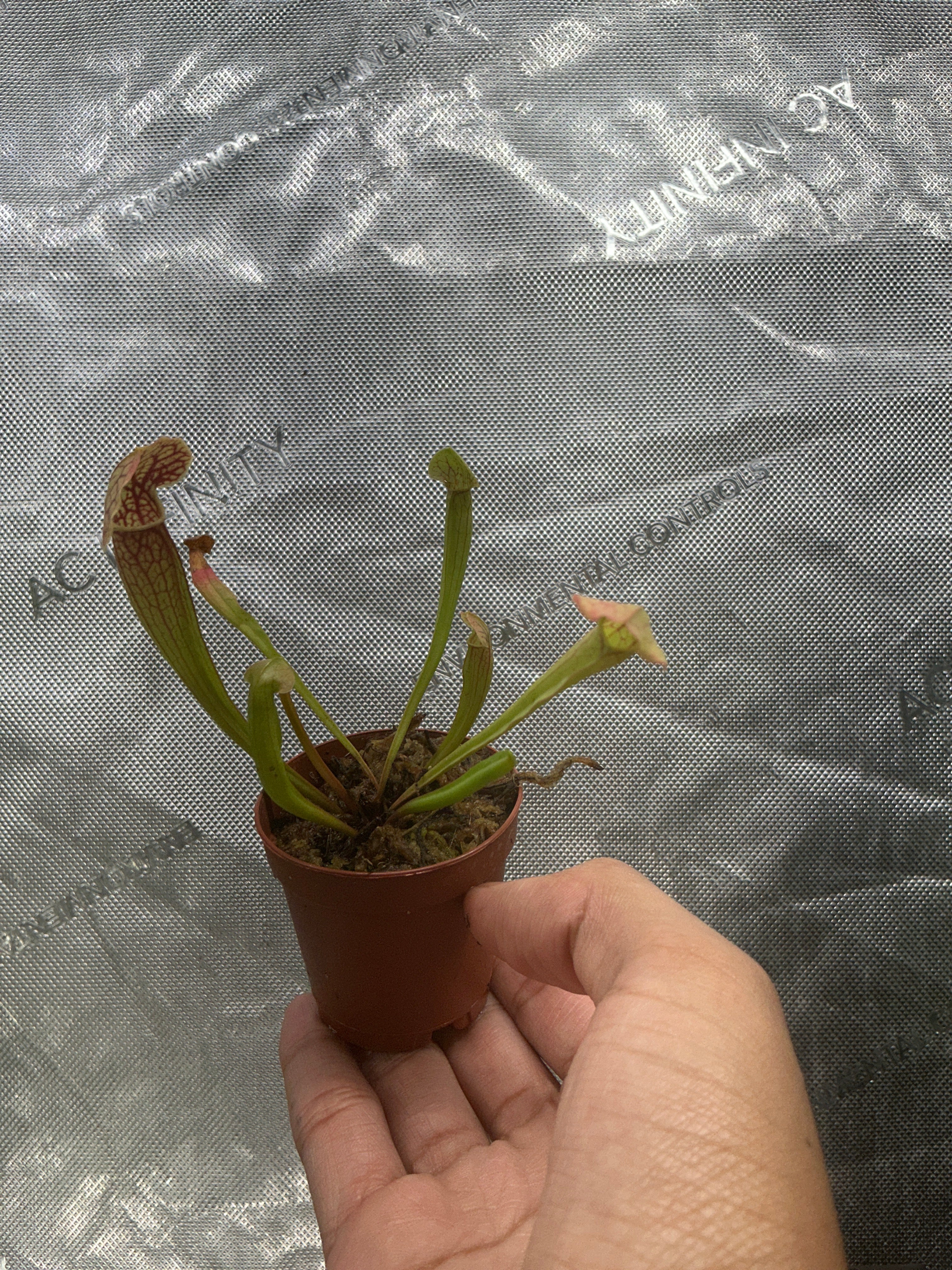 Sarracenia 2” - Jacksbs