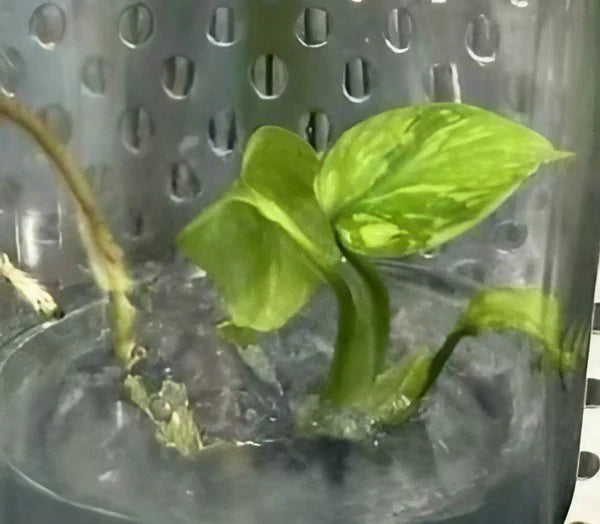 Monstera Electrolyte TC - Ships 12/18 - Jacksbs