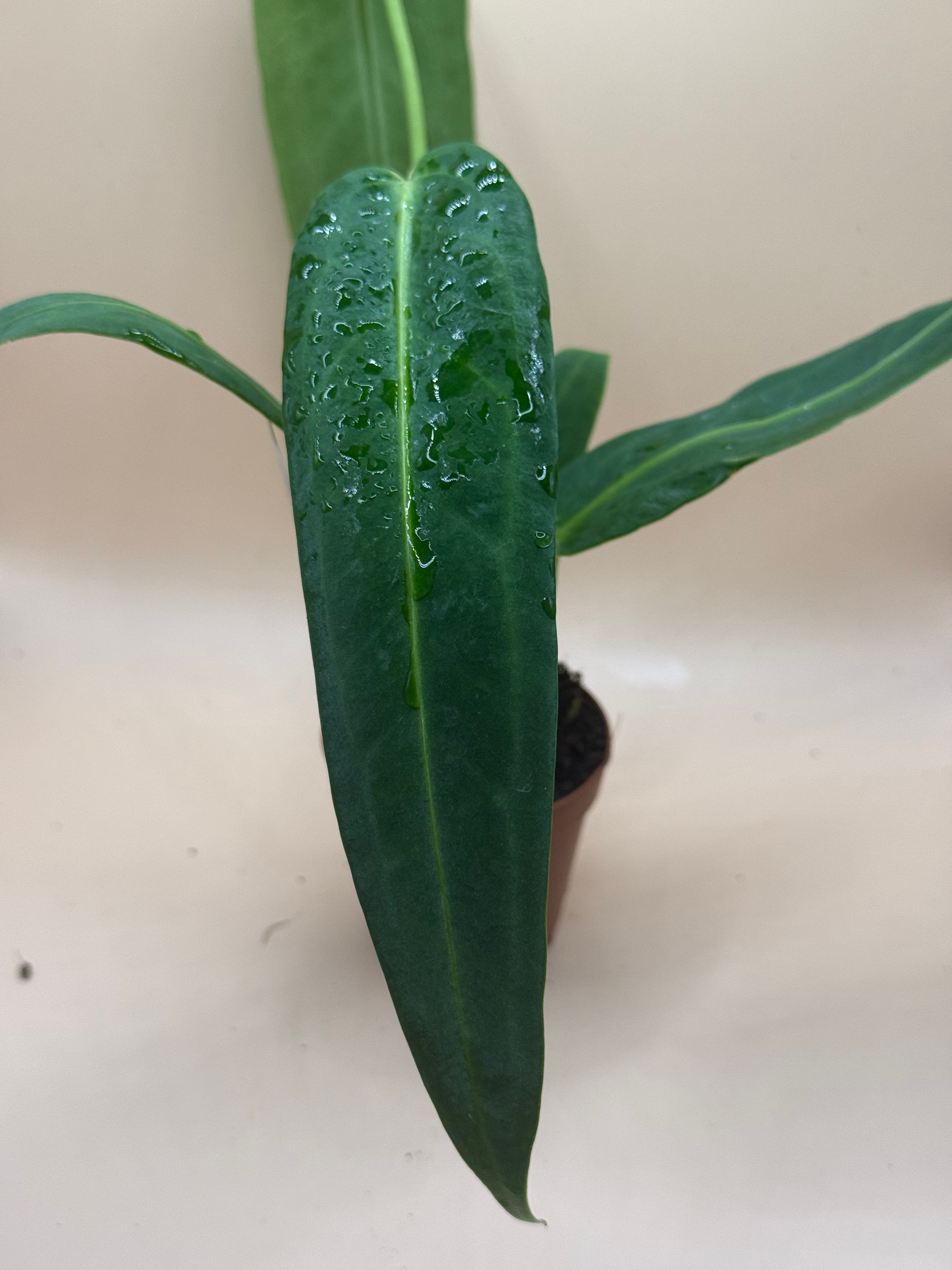 Anthurium Warocqueanum image 0