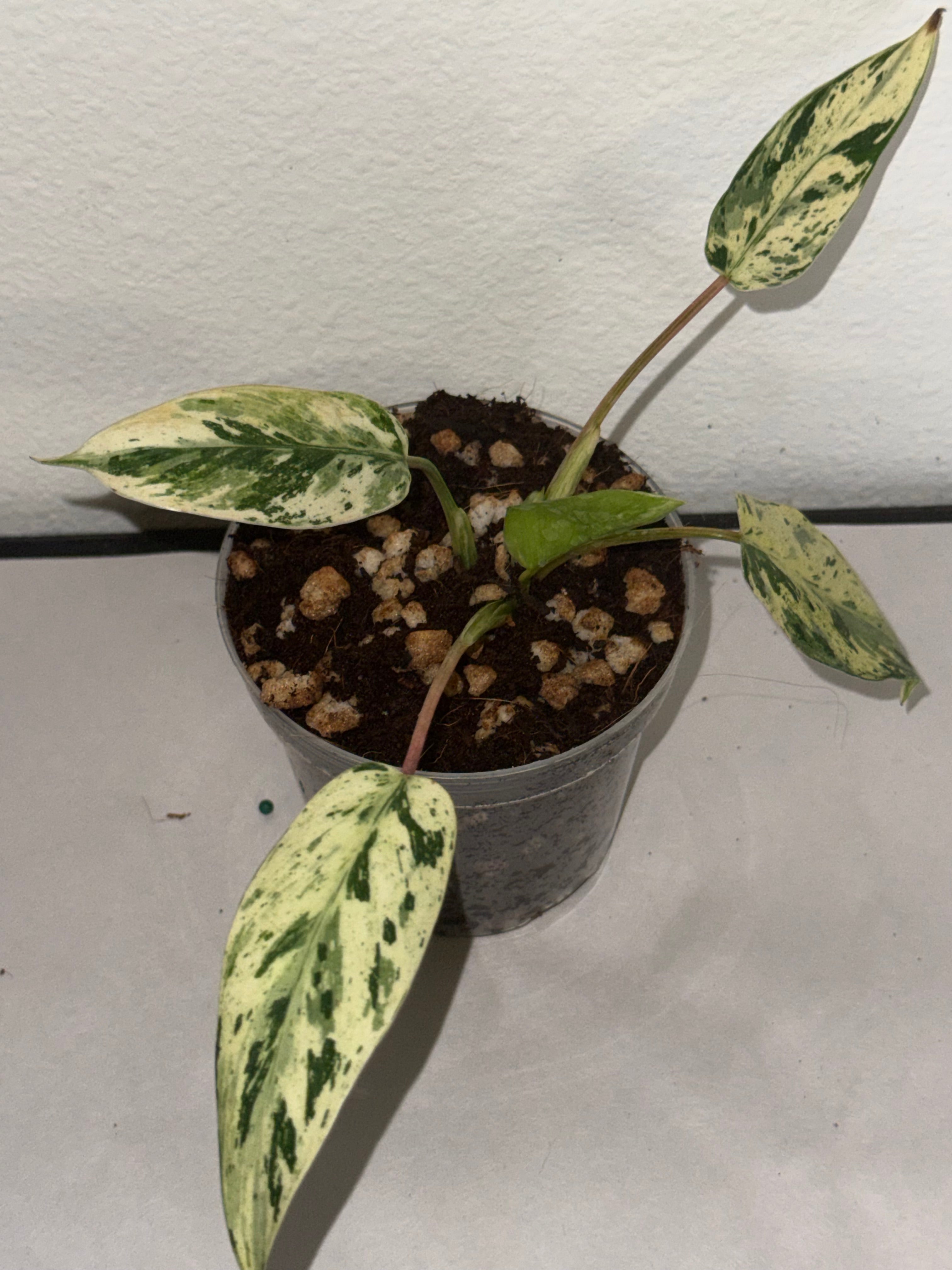 Philodendron Emerald King 4” - Jacksbs