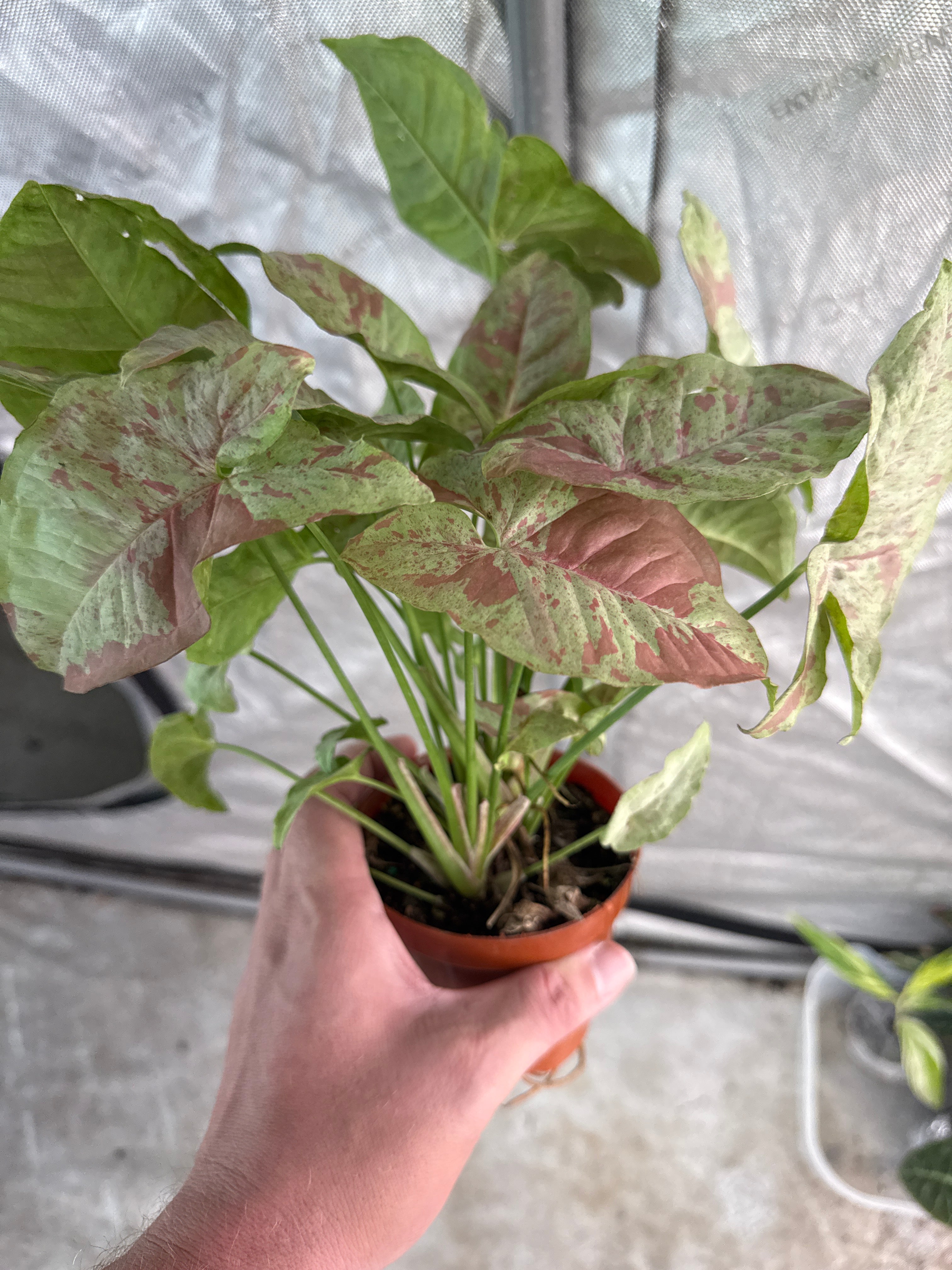 Syngonium Milk Confetti 4” growers choice - Jacksbs