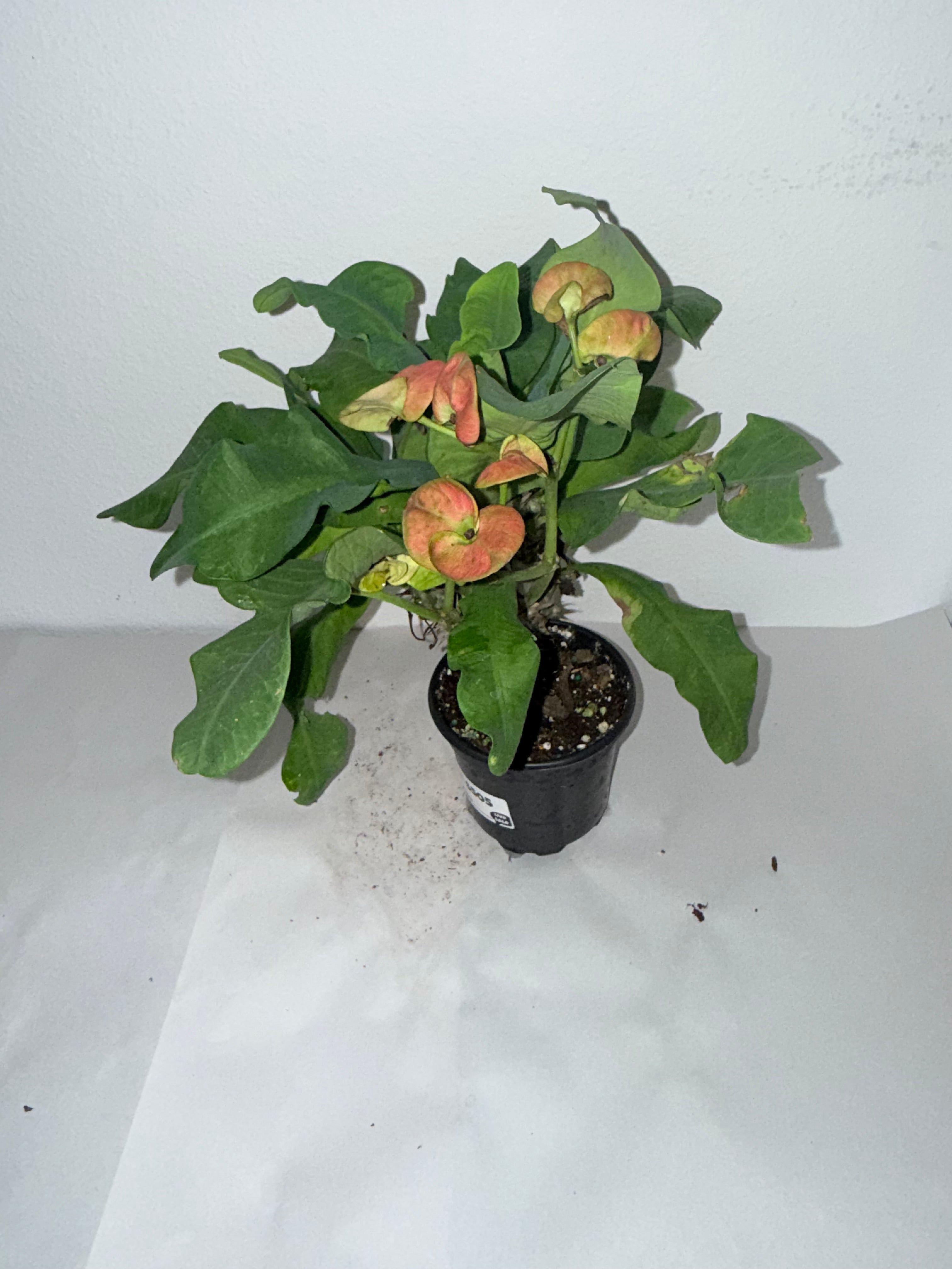 Euphorbia Milli 4” - Jacksbs