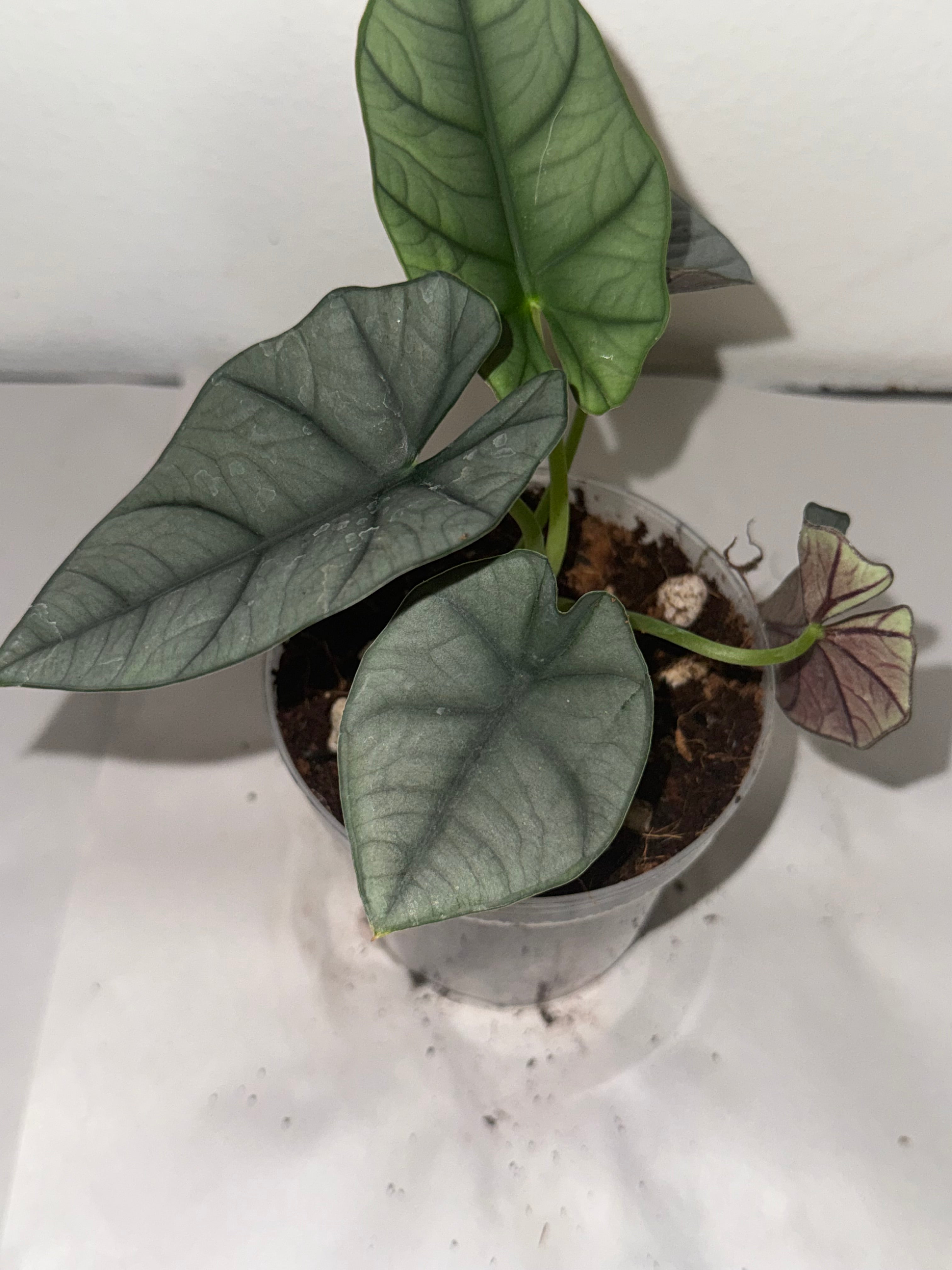 Alocasia Bisma 4”