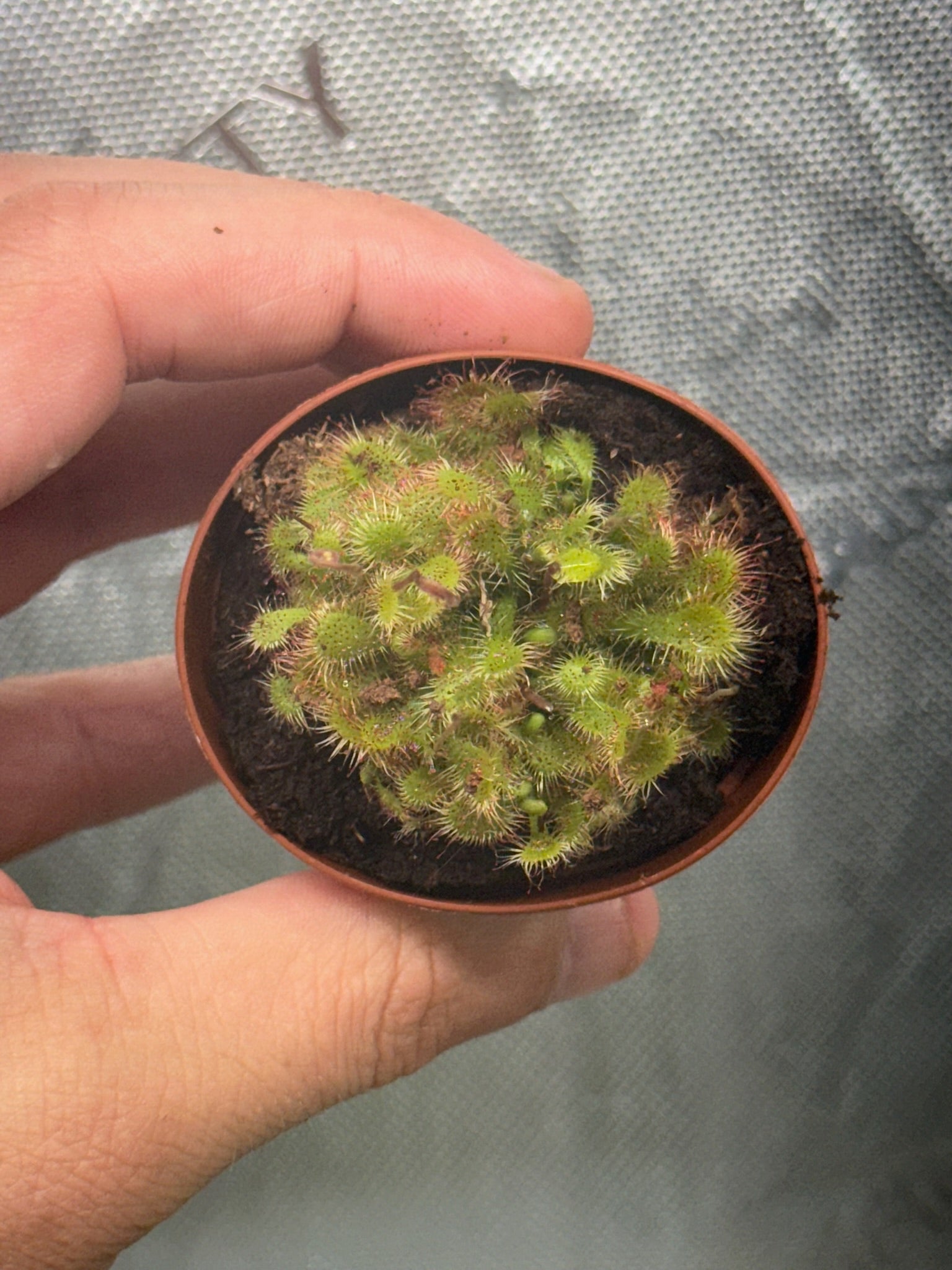 Carnivorous combo 3 pack image 3