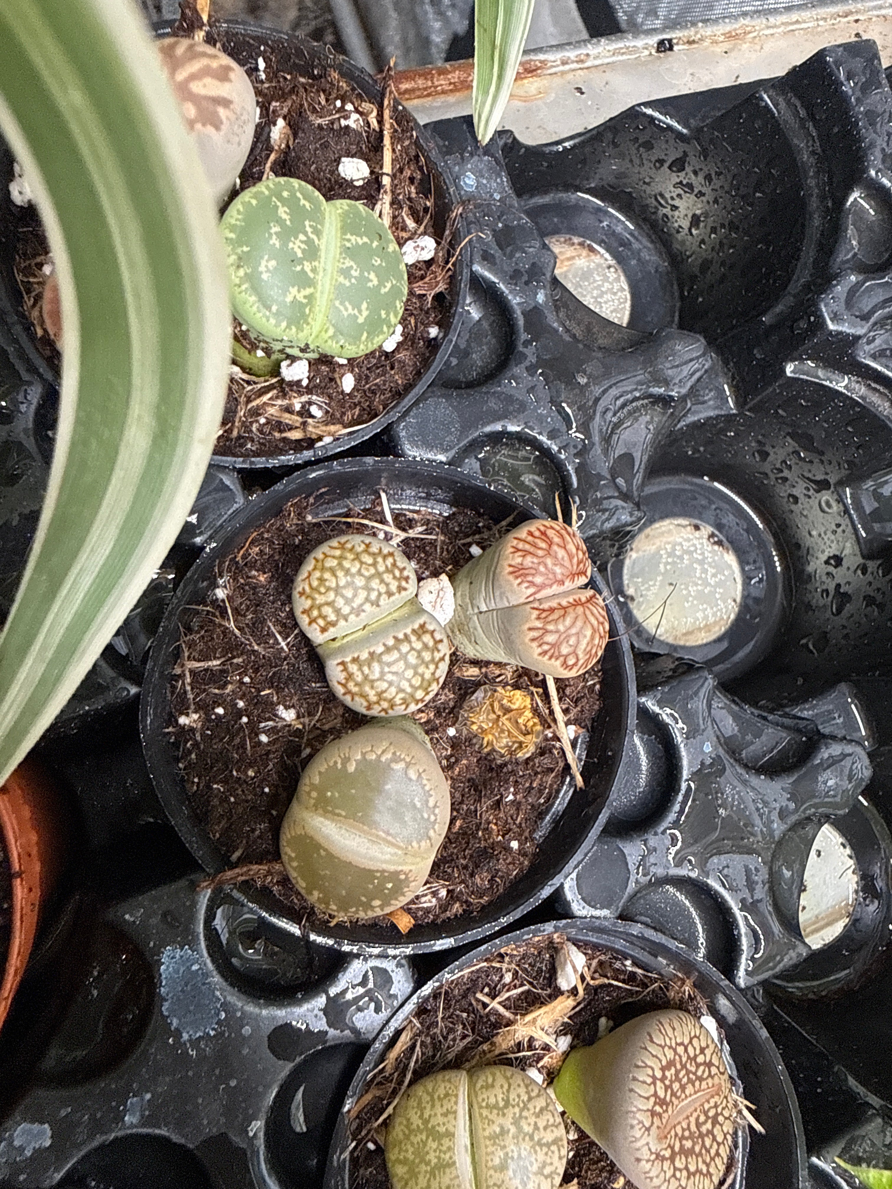 Living Rocks (Lithops) - Jacksbs