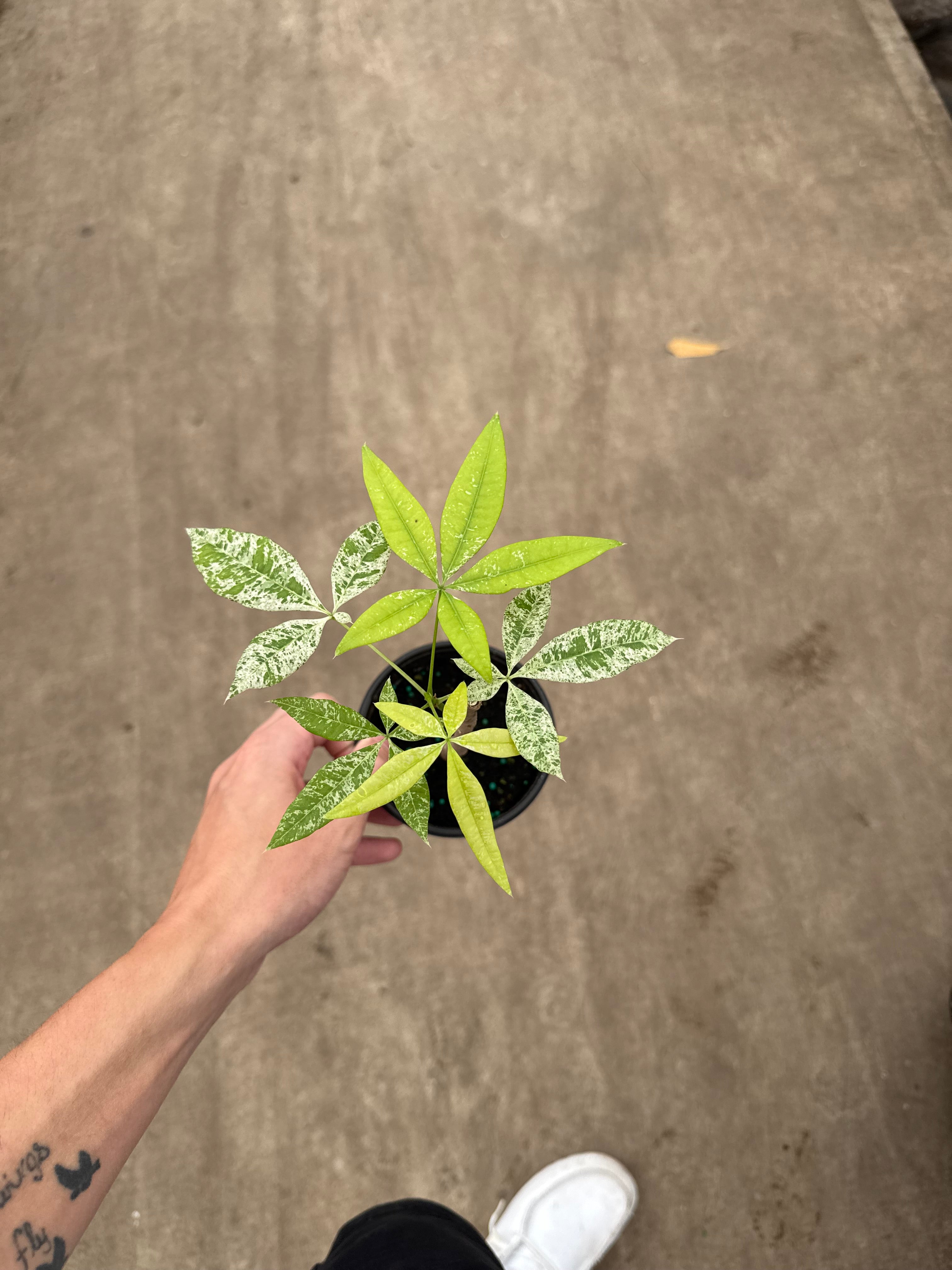 Money Tree Variegated