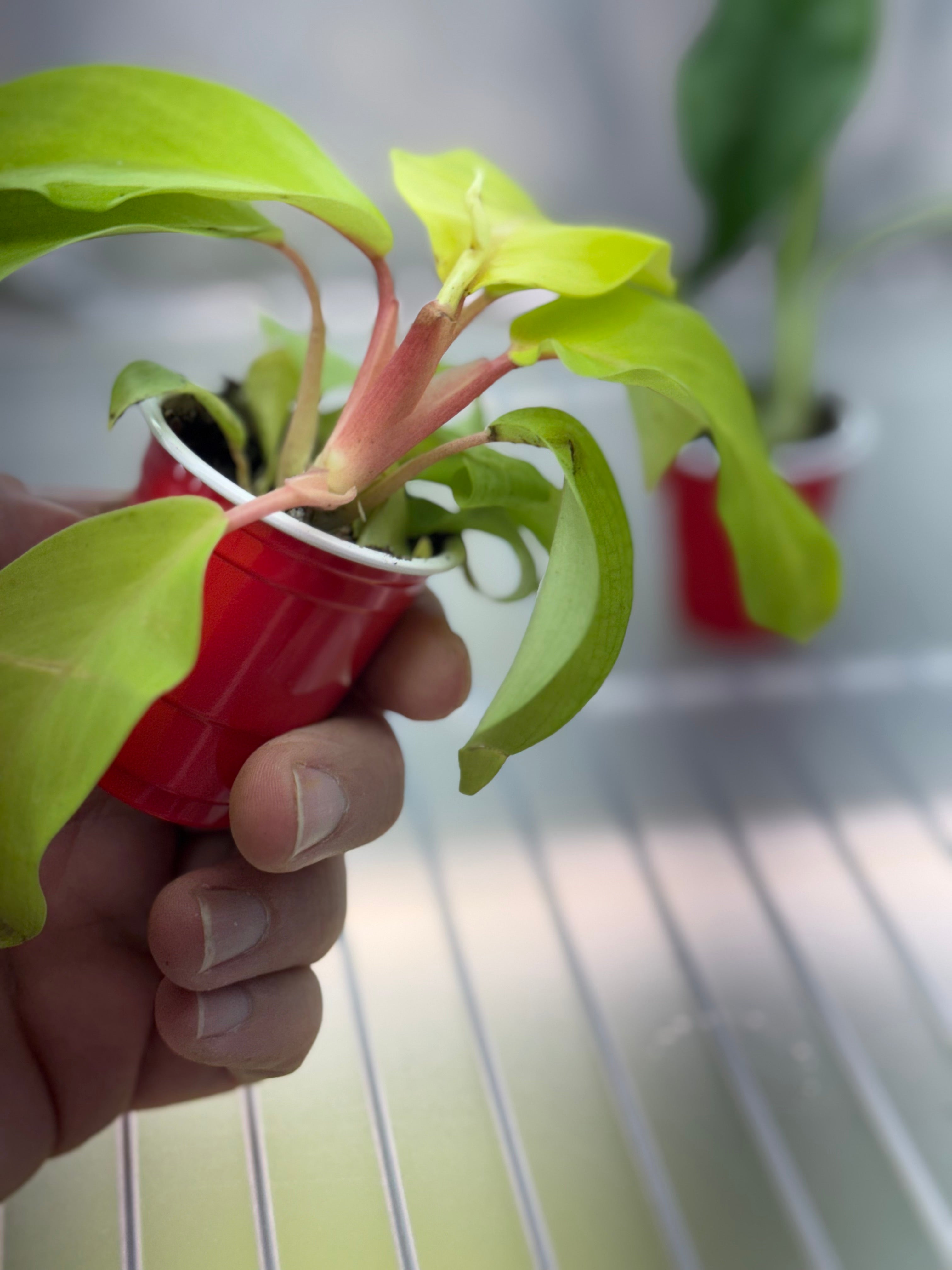 Philodendron Sellam Gold Plug image 3